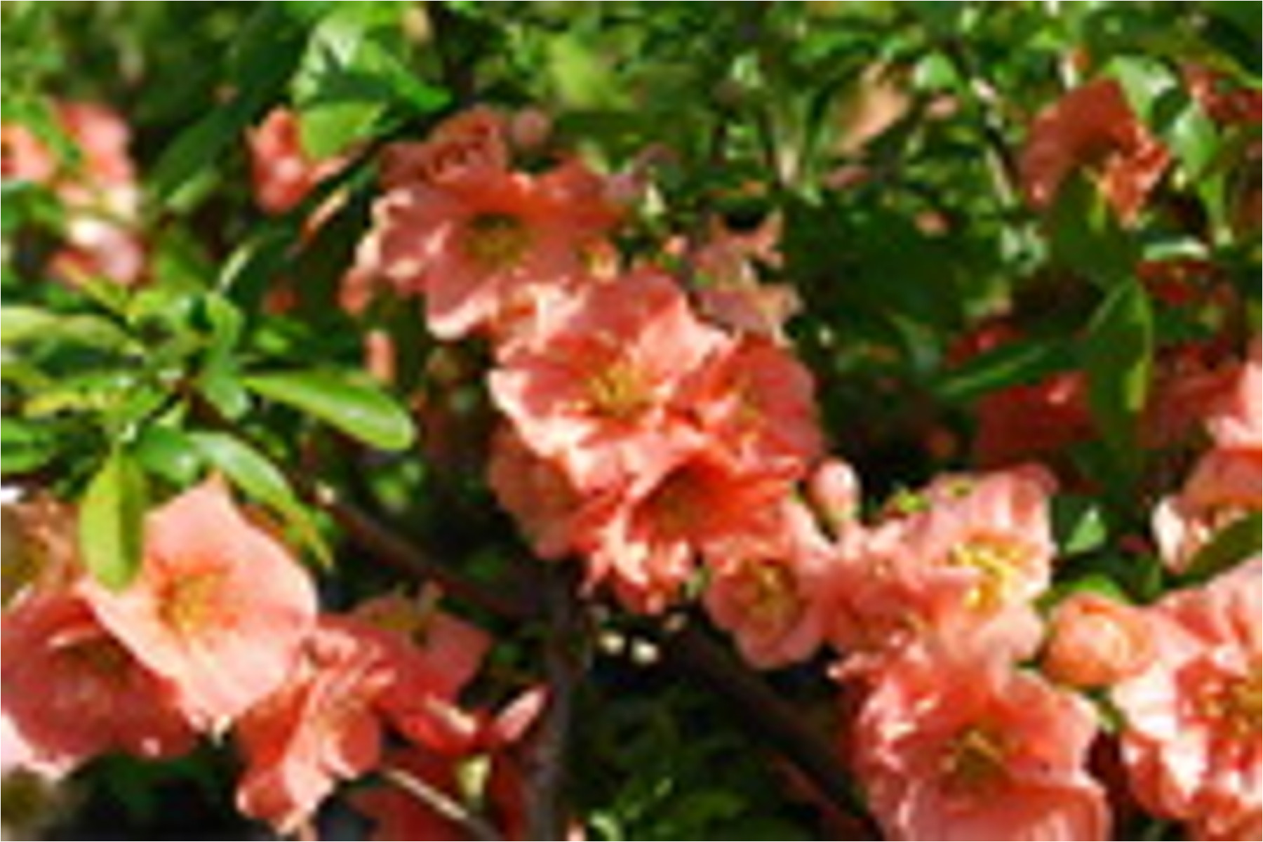 Image of Sargentii japánbirs / Chaenomeles japonica 'Sargentii' ❁