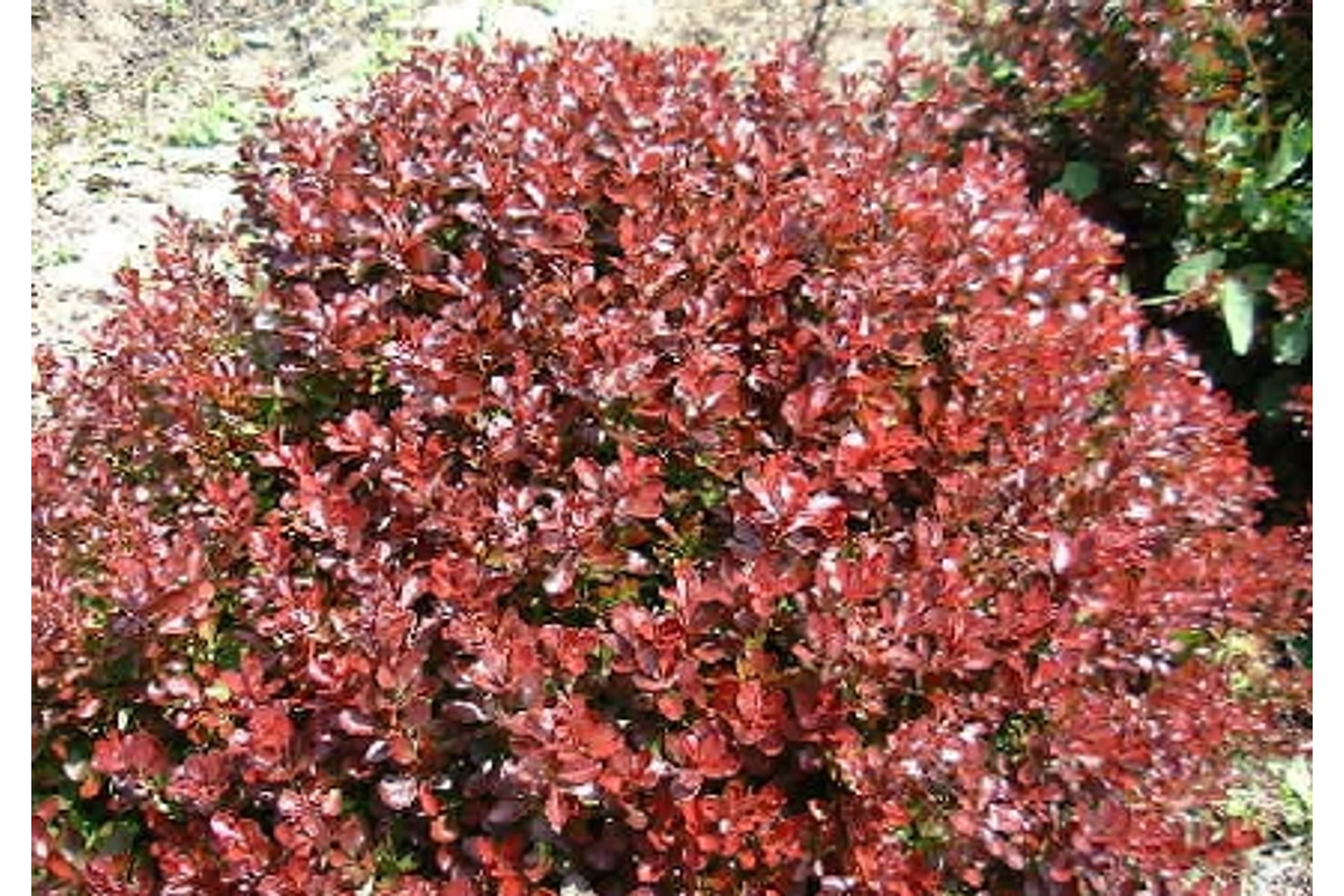 Image of Törpe japán vérborbolya / Berberis thunbergii 'Atropurpurea Nana' - 20-30