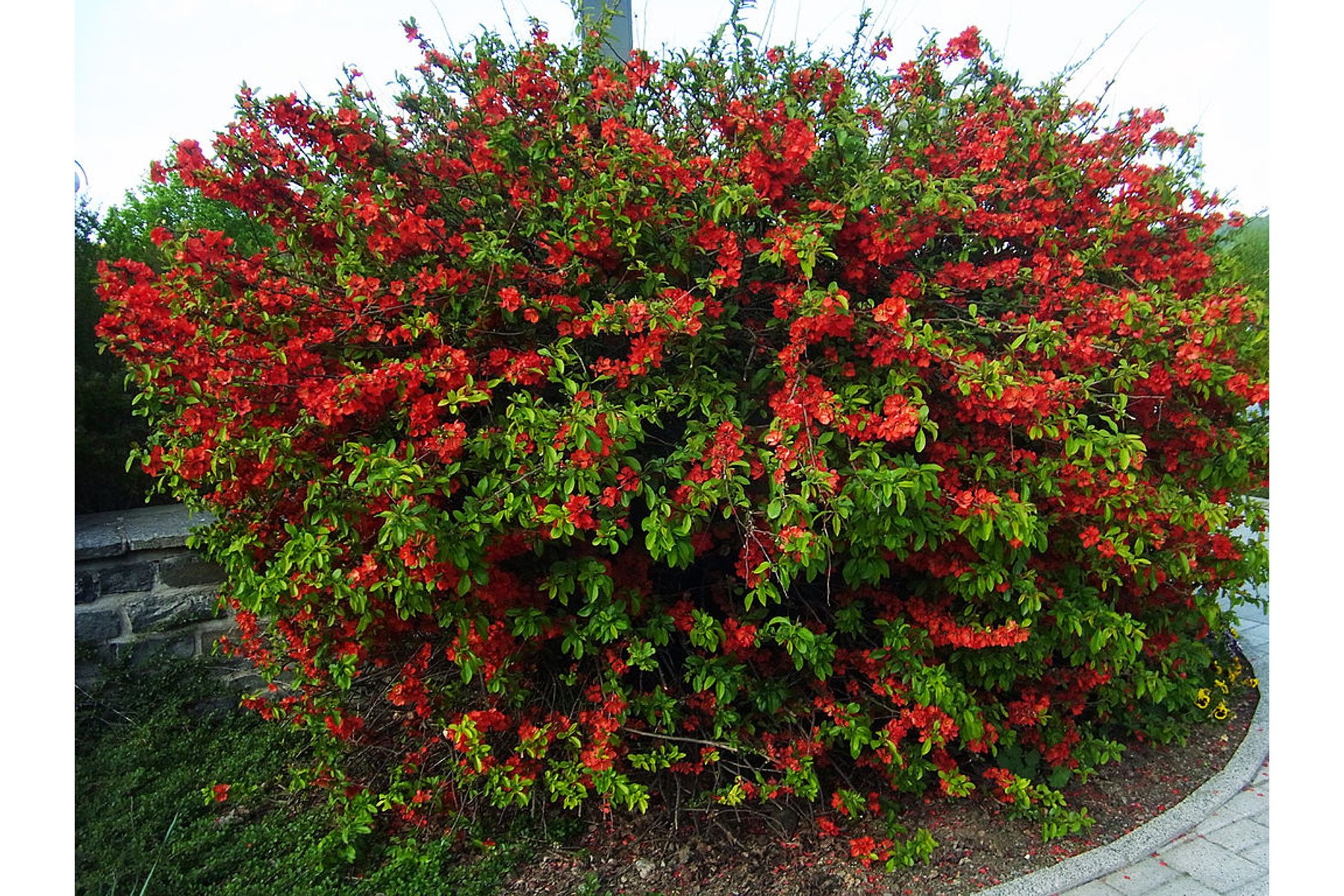 Image of Elly Mosser japánbirs / Chaenomeles japonica 'Elly Mosser' ❁