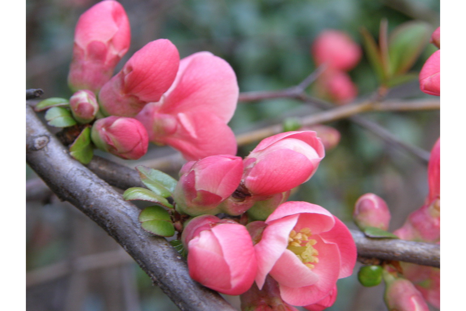 Image of Eximia japánbirs / Chaenomeles japonica 'Eximia' ❁