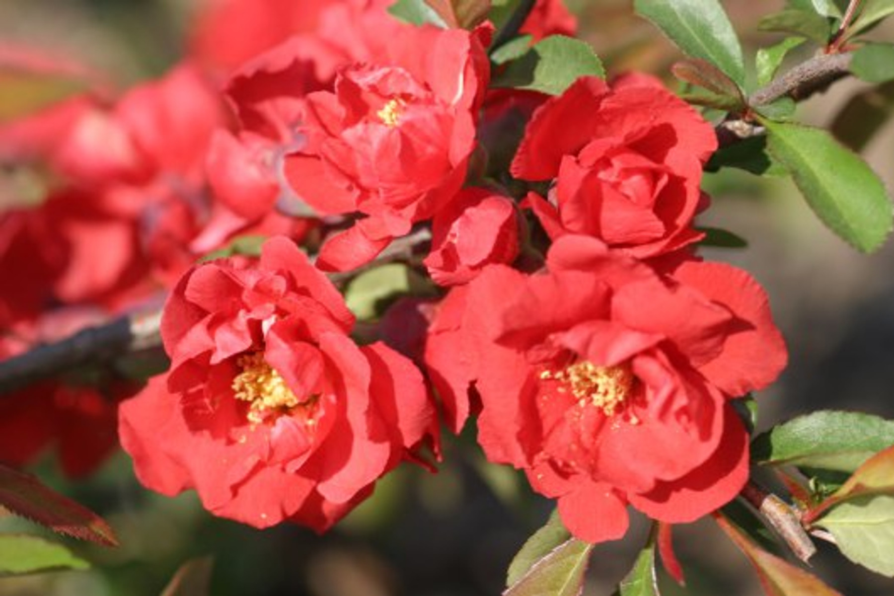 Image of Red Joy japánbirs / Chaenomeles japonica 'Red Joy' ❁