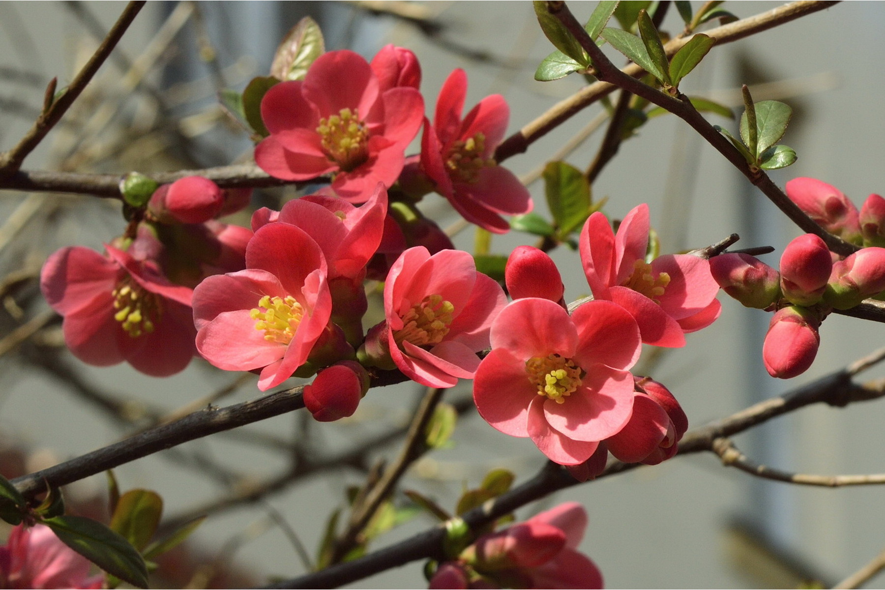 Image of Etna japánbirs vagy díszbirs / Chaenomeles japonica 'Etna' ❁
