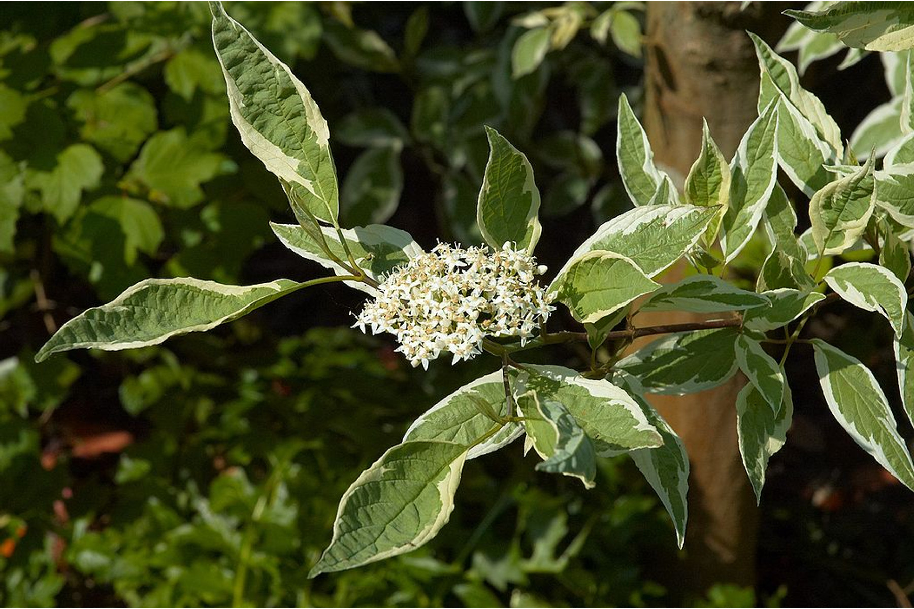 Image of Fehértarka fehér som / Cornus alba 'Elegantissima' ❁