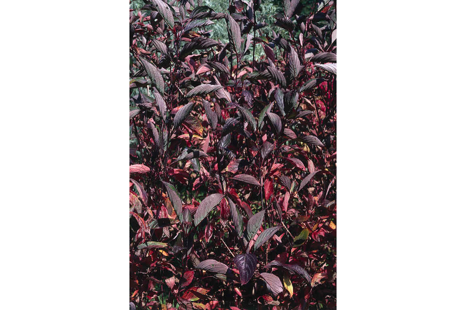 Image of Feketevesszejű fehér som / Cornus alba 'Kesselringii' ❁