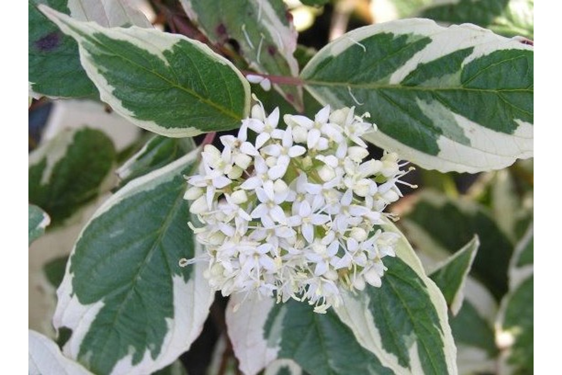 Image of Tarkalevelű fehér som / Cornus alba 'Sibirica Variegata' ❁