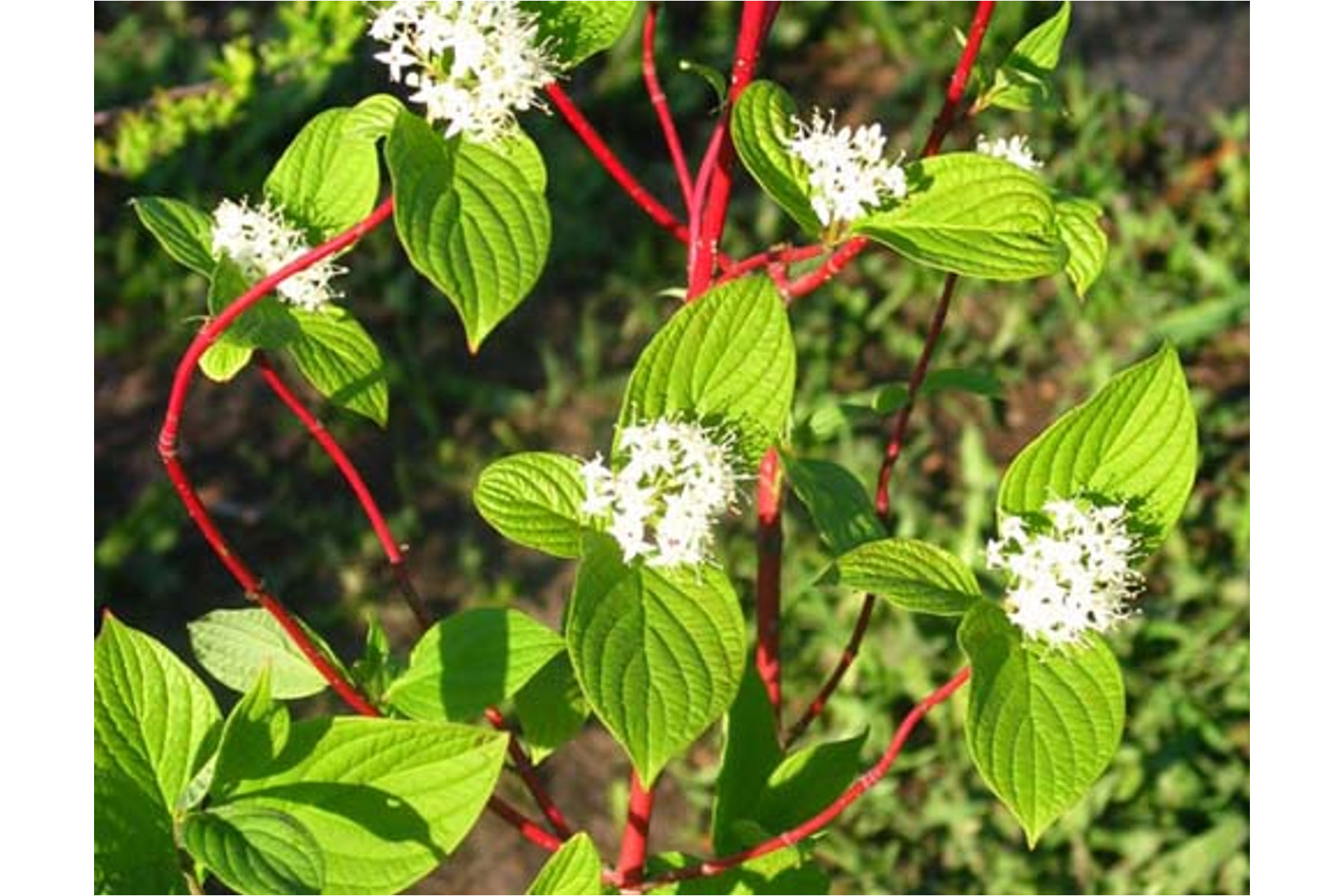 Image of Szibériai fehér som / Cornus alba 'Sibirica' ❁