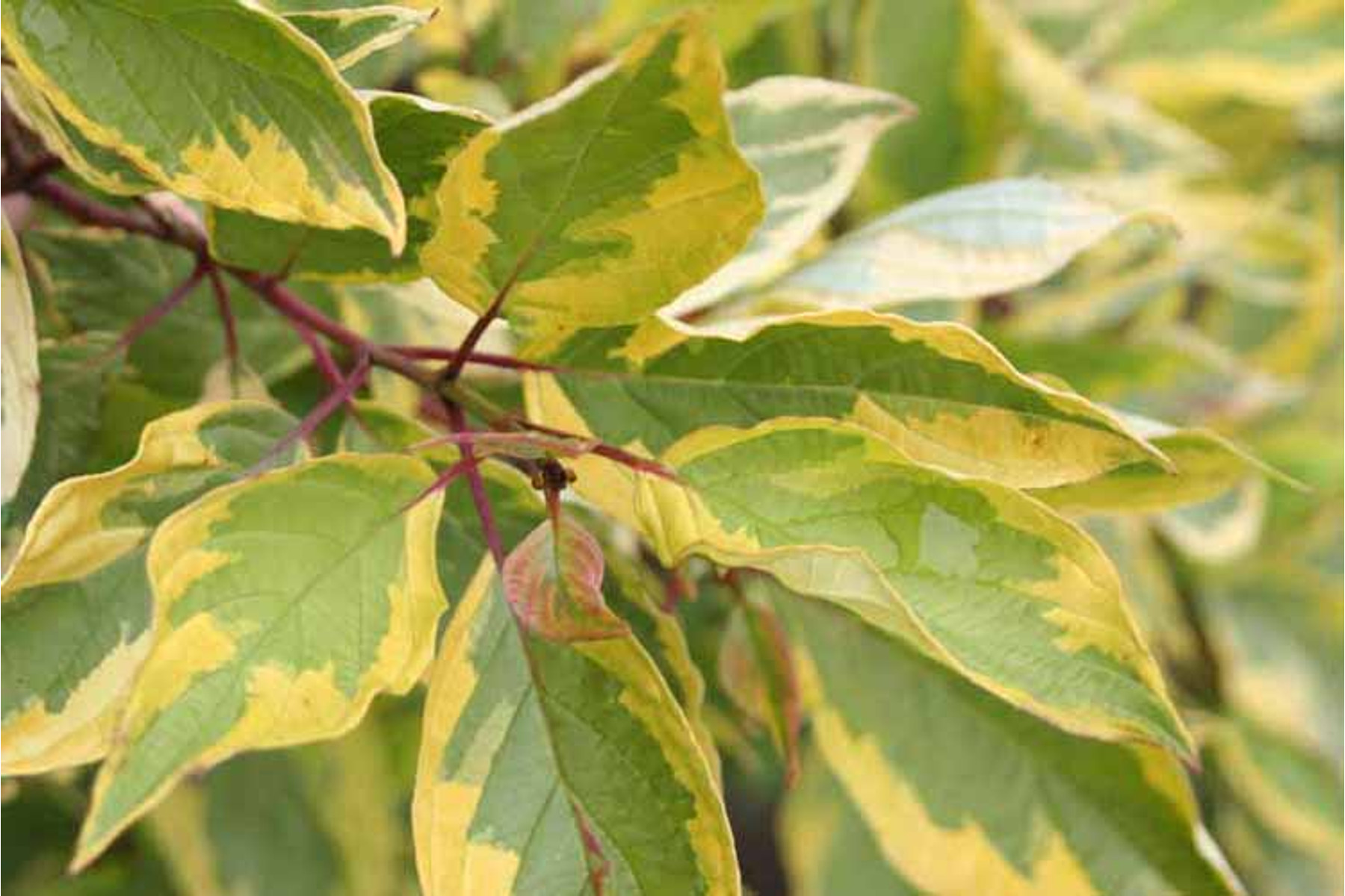 Image of Sárgatarka fehér som / Cornus alba 'Spaethii' ❁