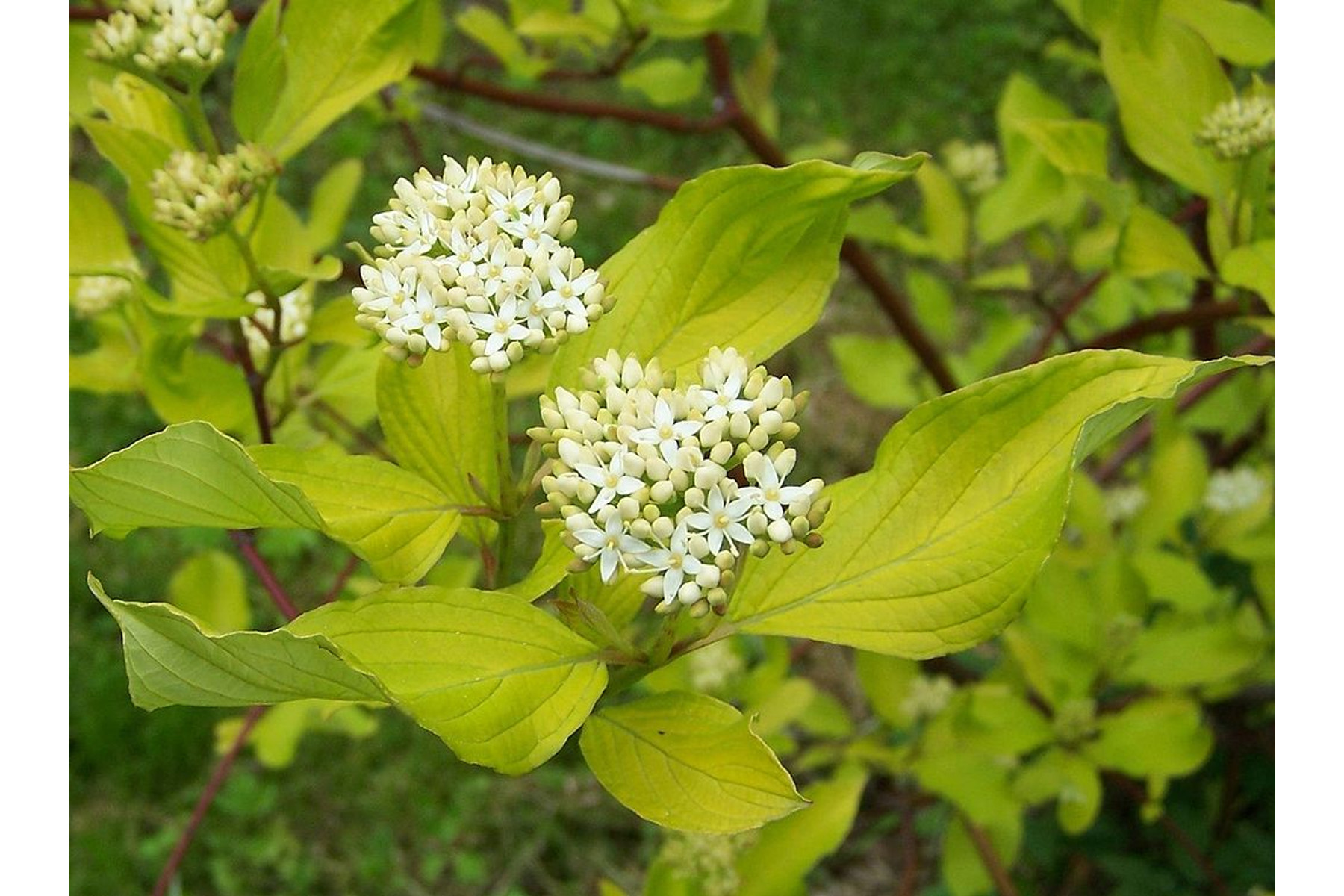 Image of Fehér som / Cornus alba Sp. ❁