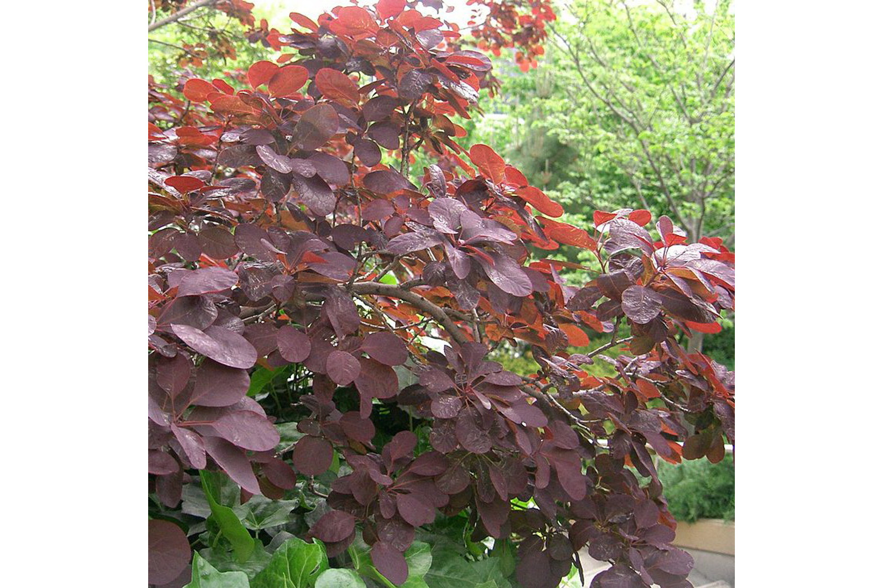 Image of Bíbor cserszömörce / Cotinus coggygria 'Royal Purple' ❁
