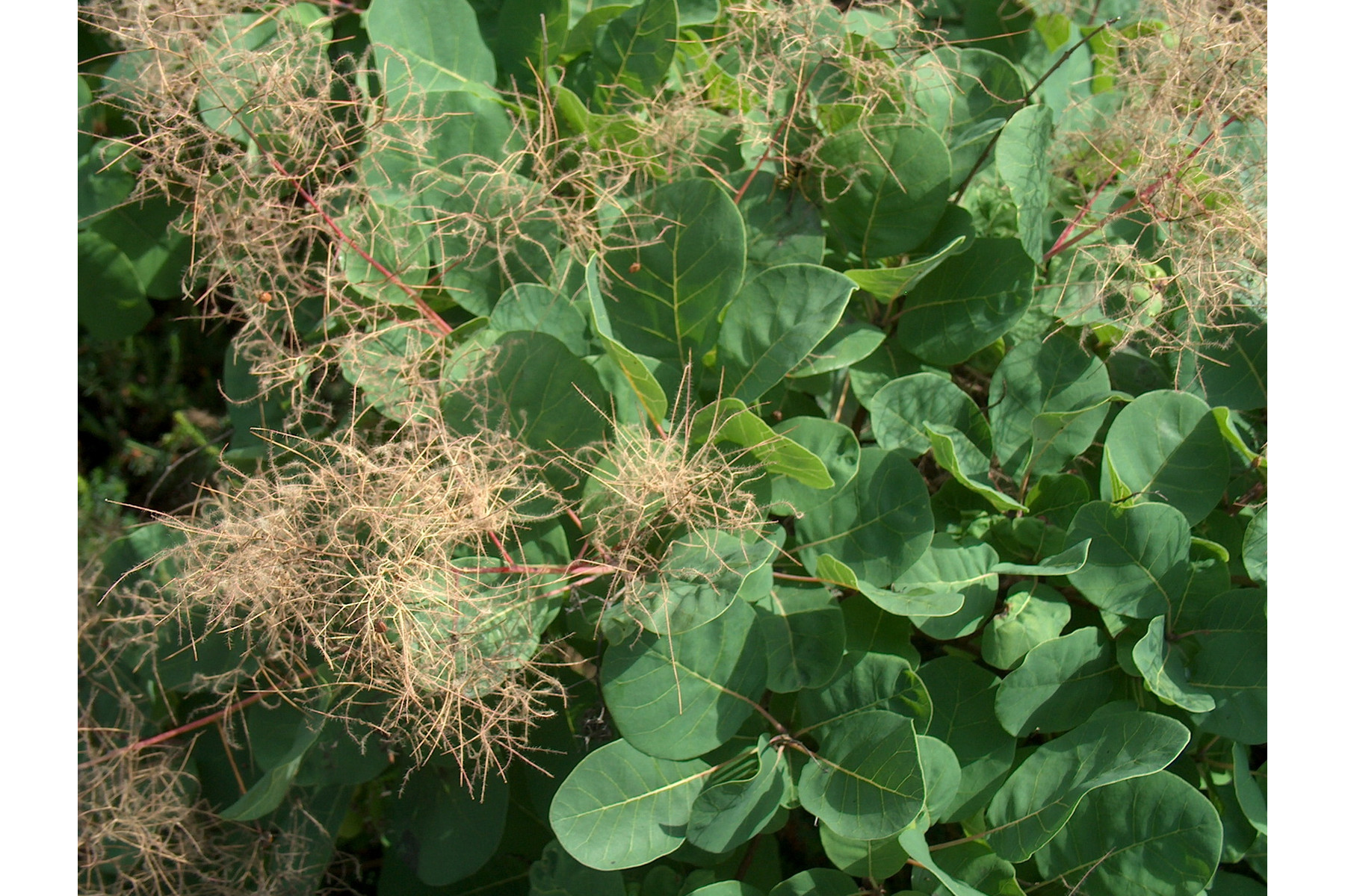 Image of Cserszömörce / Cotinus coggygria ❁