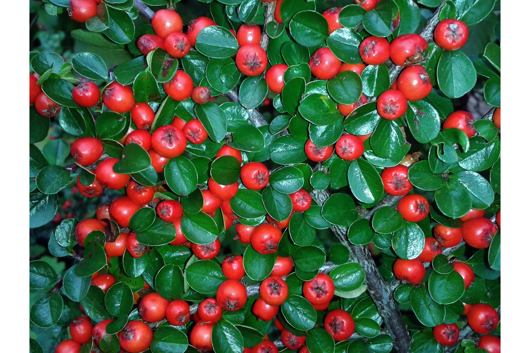 Image of Kerti terülőmadárbirs / Cotoneaster horizontalis ❁
