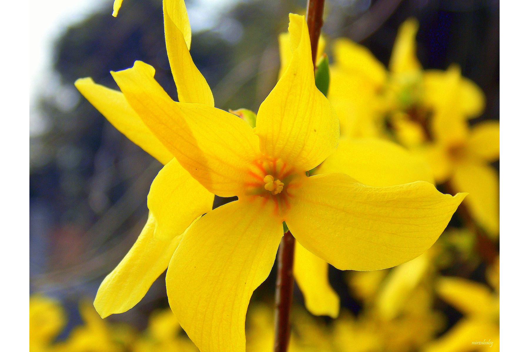 Image of Beatrix Farrand kerti aranycserje / Forsythia x intermedia 'Beatrix Farrand' ❁