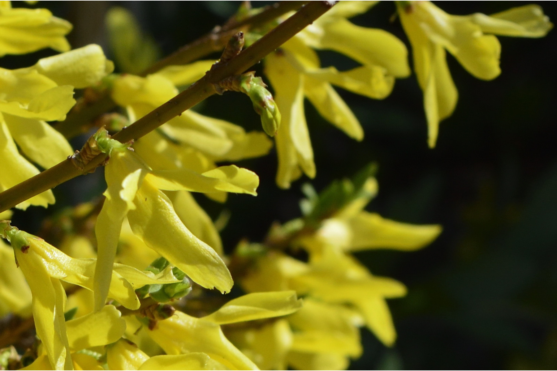 Image of Minigold kerti aranycserje / Forsythia x intermedia 'Minigold' ❁