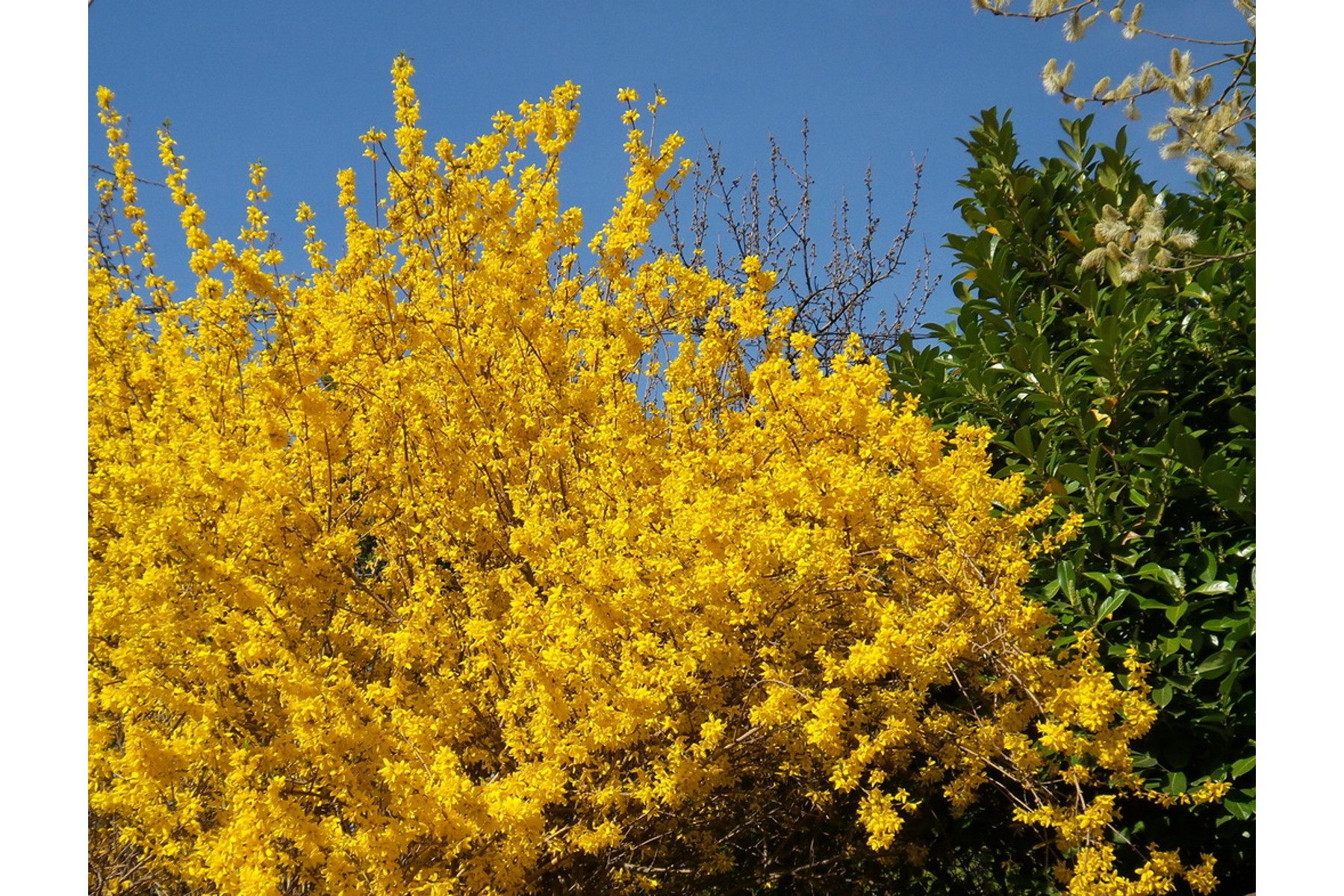 Image of Kerti aranycserje / Forsythia x intermedia ❁