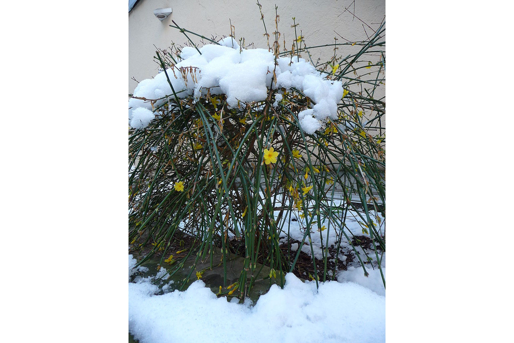 Image of Téli jázmin / Jasminum nudiflorum ❁