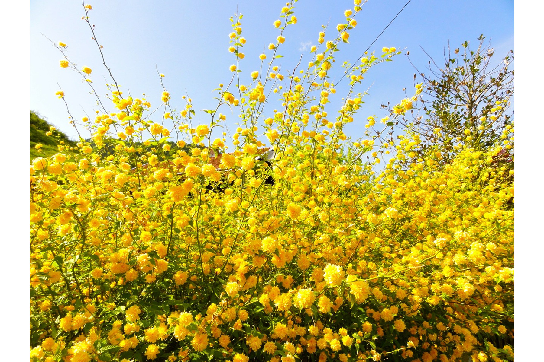 Image of Boglárkacserje / Kerria japonica ❁