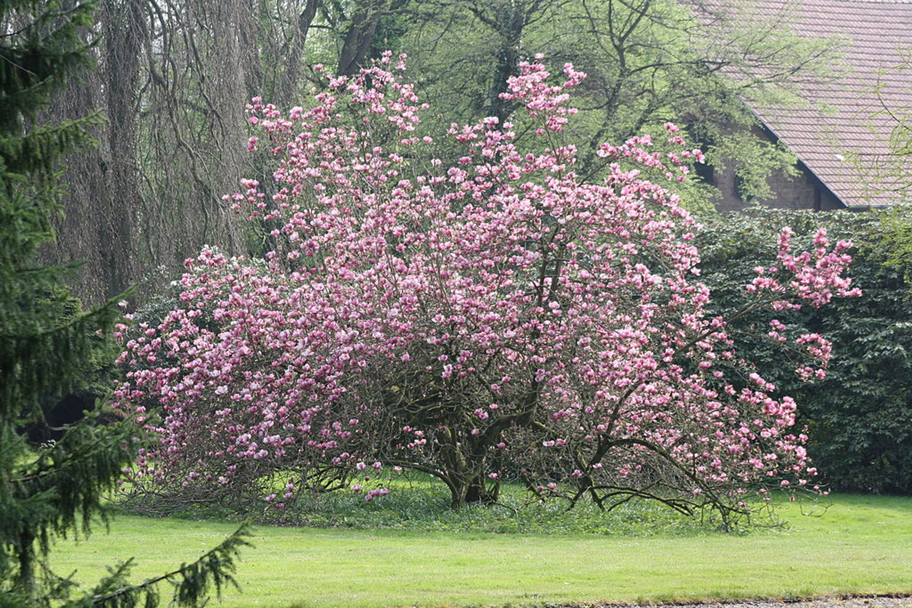 Image of Susan liliomfa (cserjetermetű) / Magnolia 'Susan' - 80-100