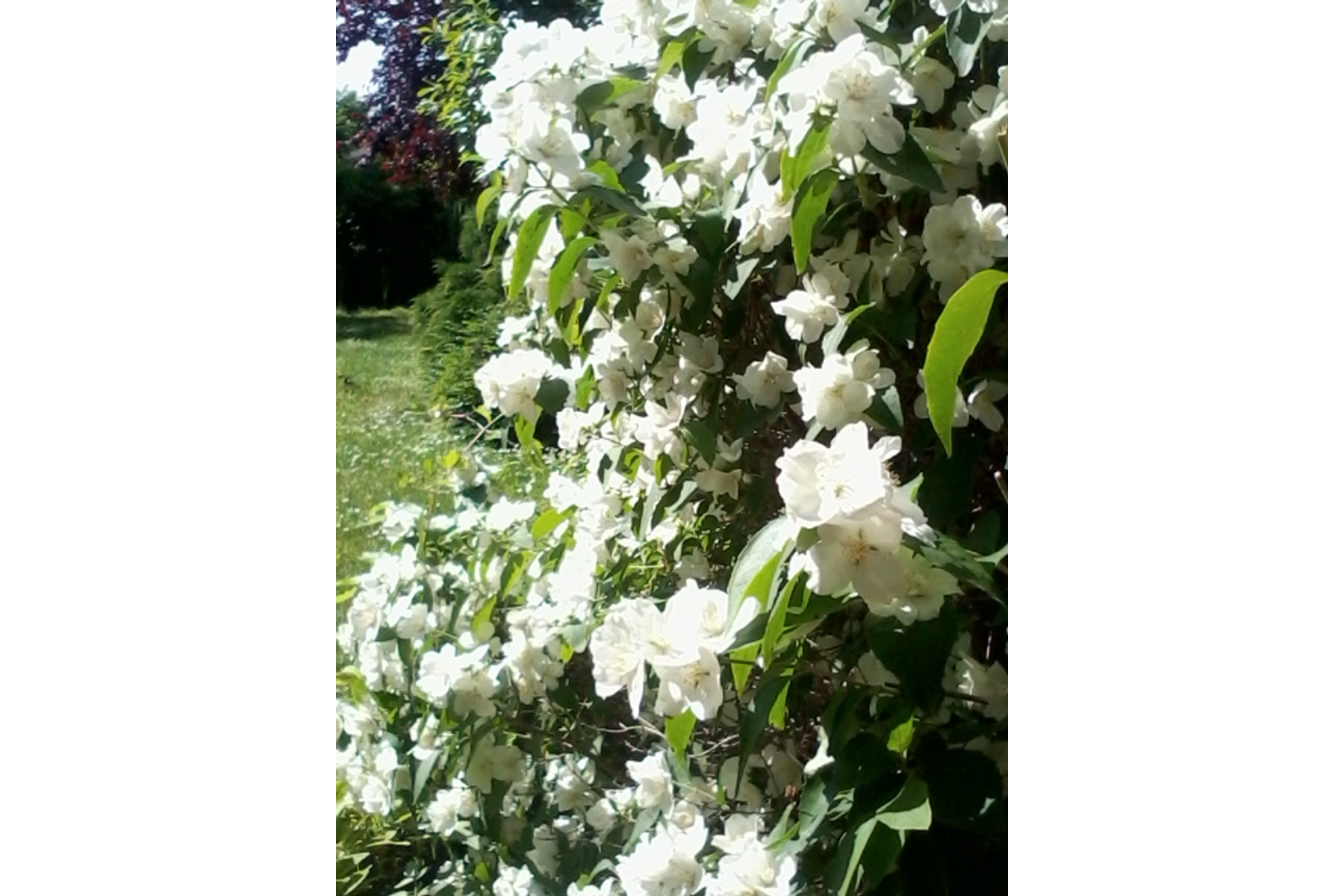 Image of Teltvirágú jezsámen / Philadelphus x virginalis - 30-40