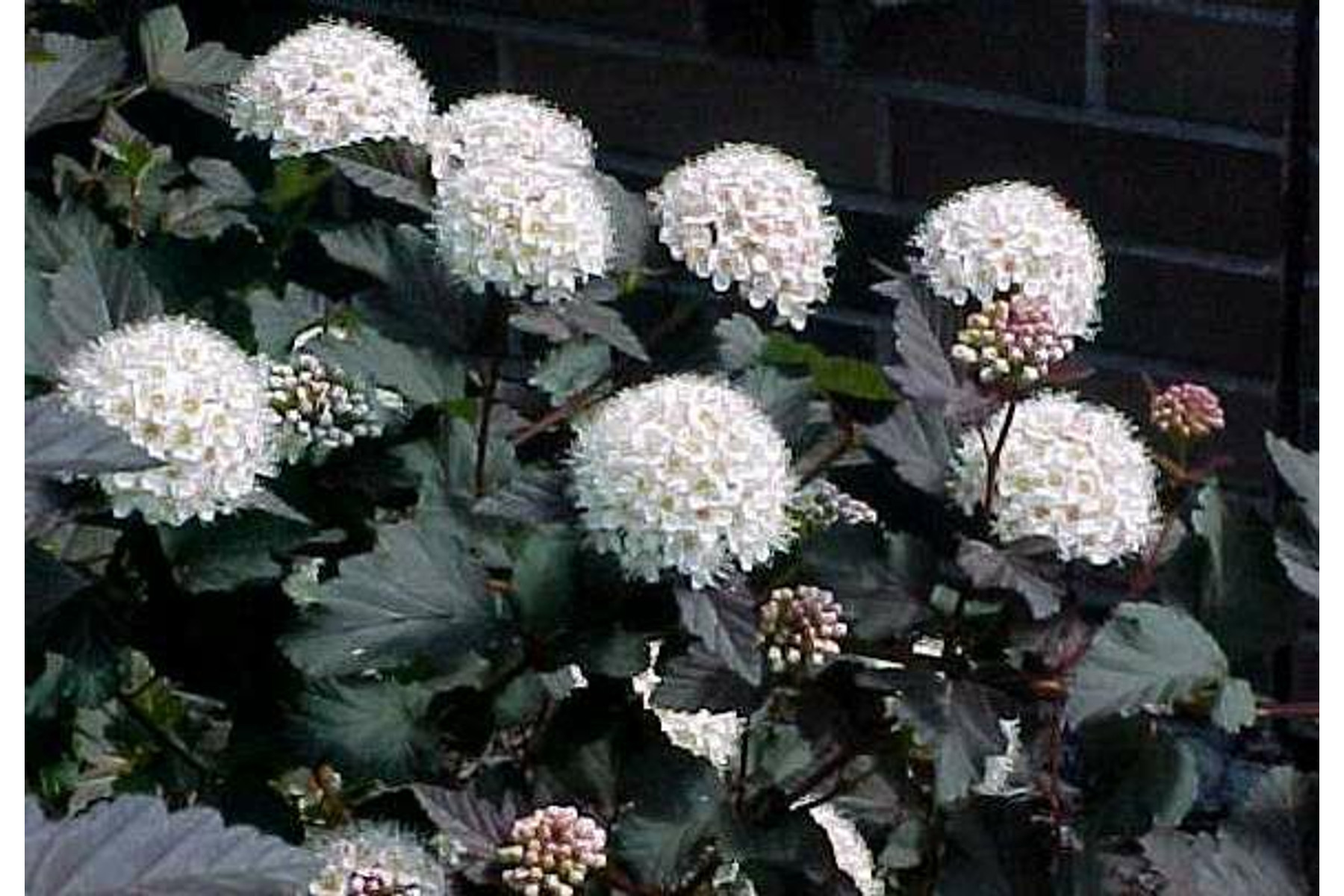 Image of Diabolo vöröslevelű hólyagvessző / Physocarpus opulifolius 'Diabolo' ❁