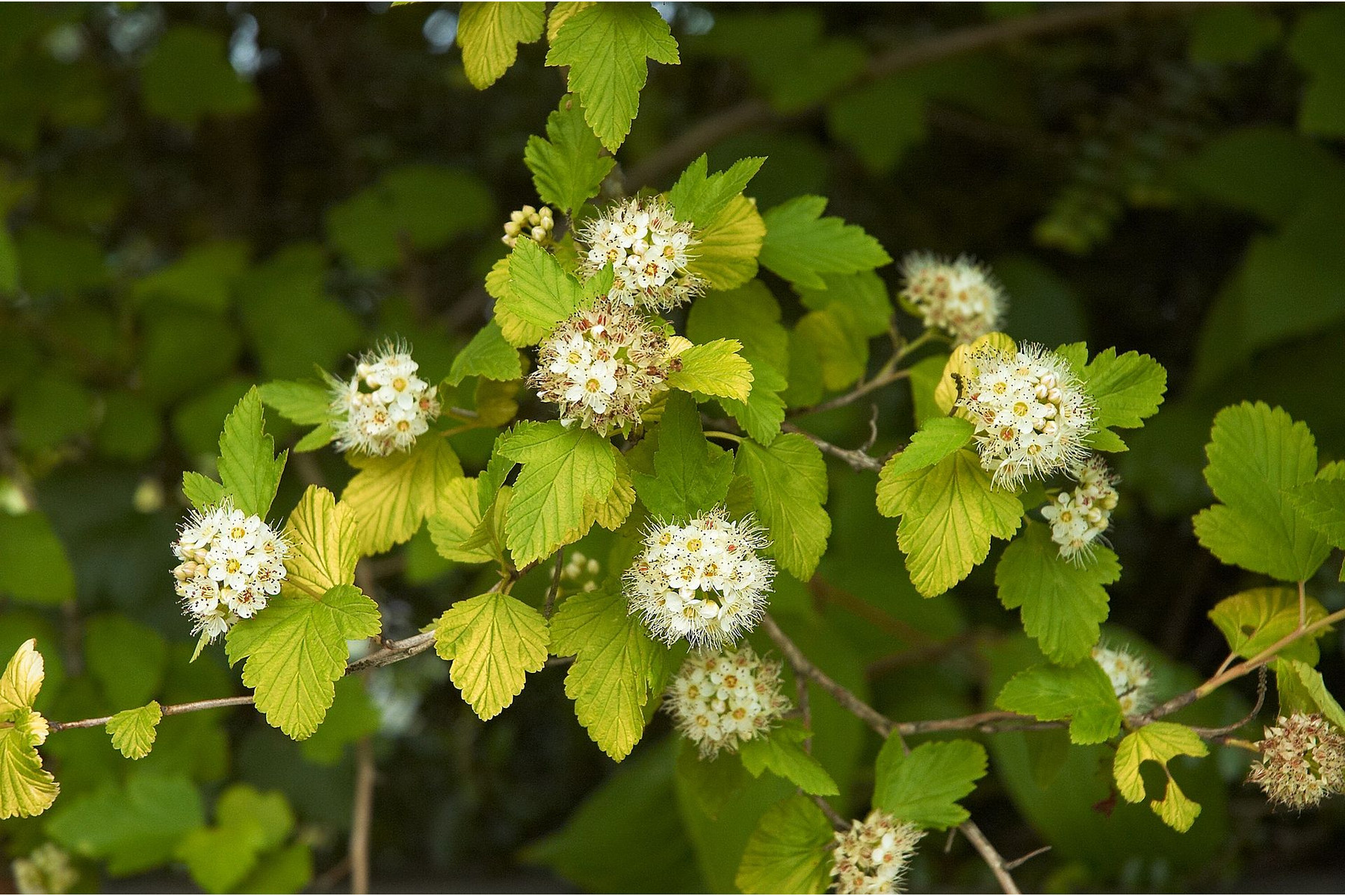 Image of Luteus sárga levelű hólyagvessző / Physocarpus opulifolius 'Luteus' ❁