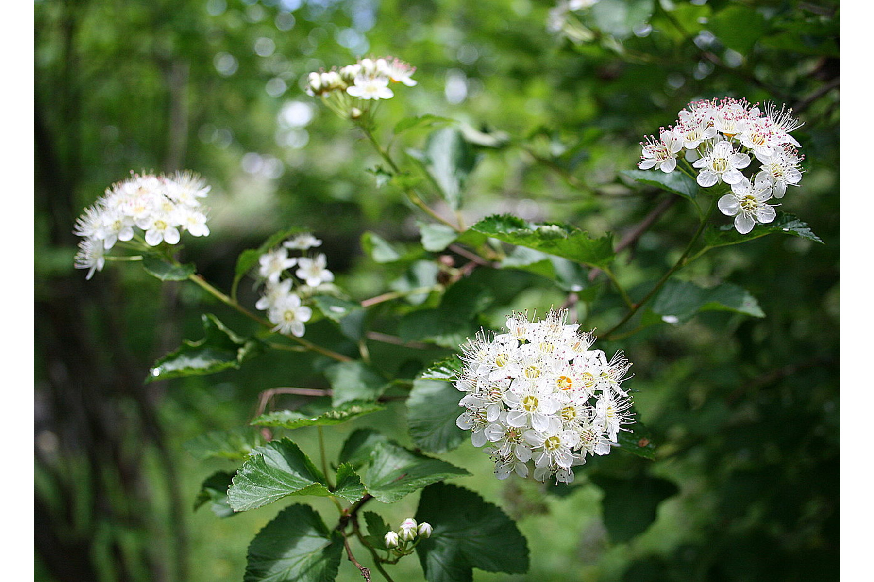 Image of Hólyagvessző / Physocarpus opulifolius ❁