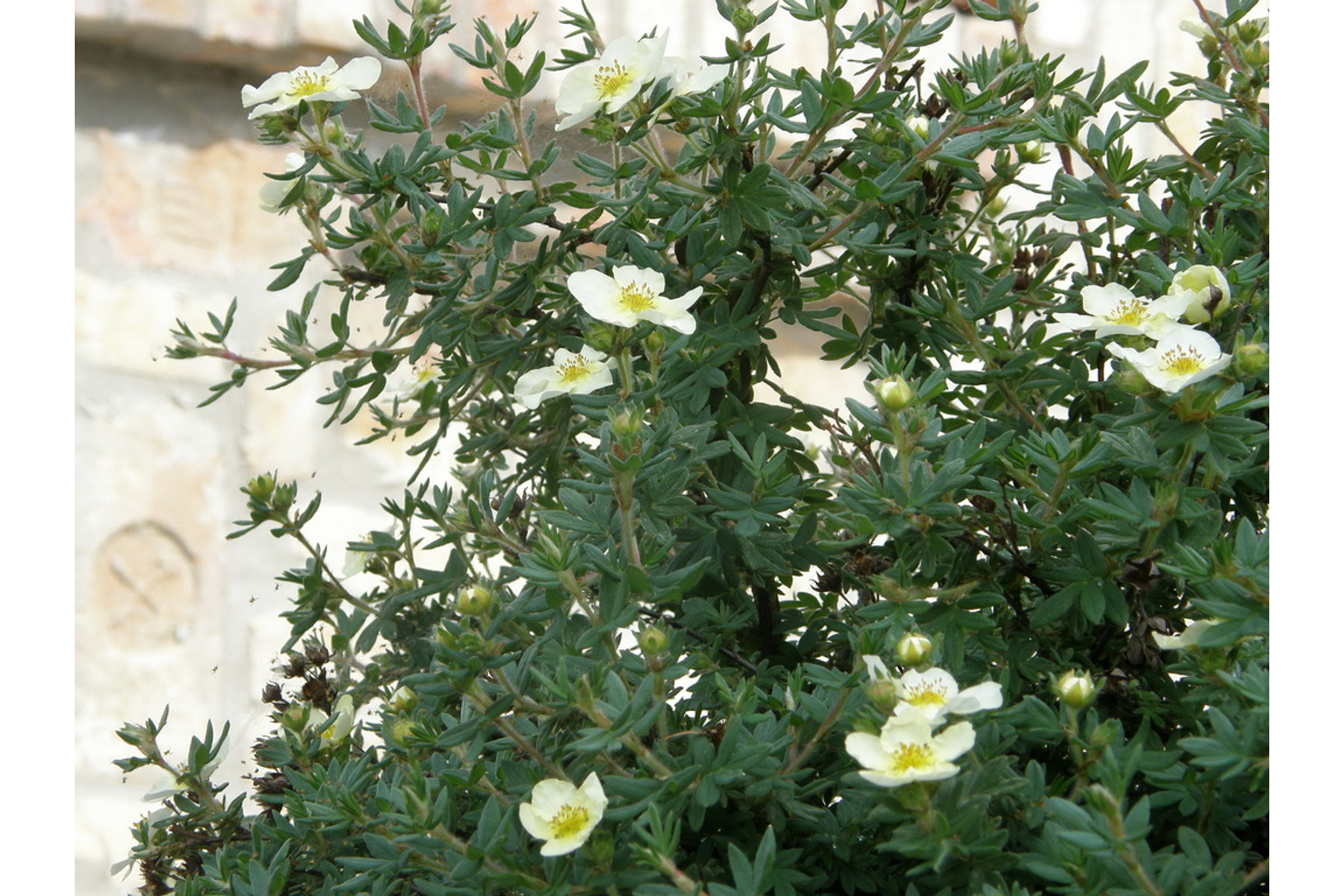 Image of Cserjés pimpó / Potentilla (Dasiphora) fruticosa Sp. ❁