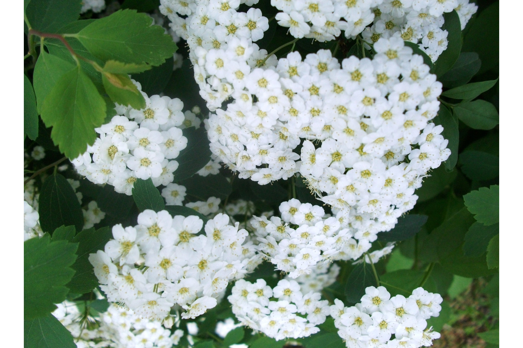 Image of Kerti gyöngyvessző / Spiraea x vanhouttei ❁