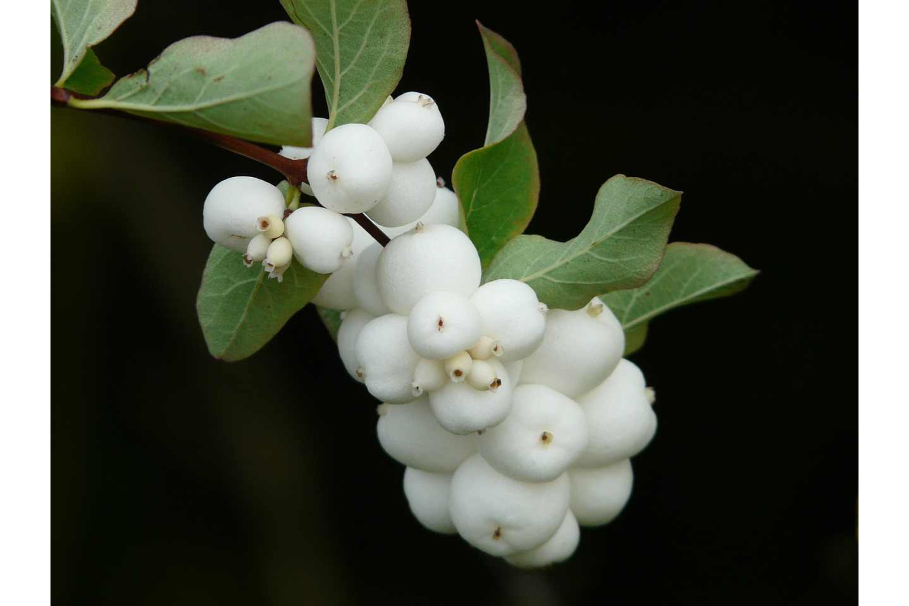 Image of Hóbogyó / Symphoricarpos albus ❁