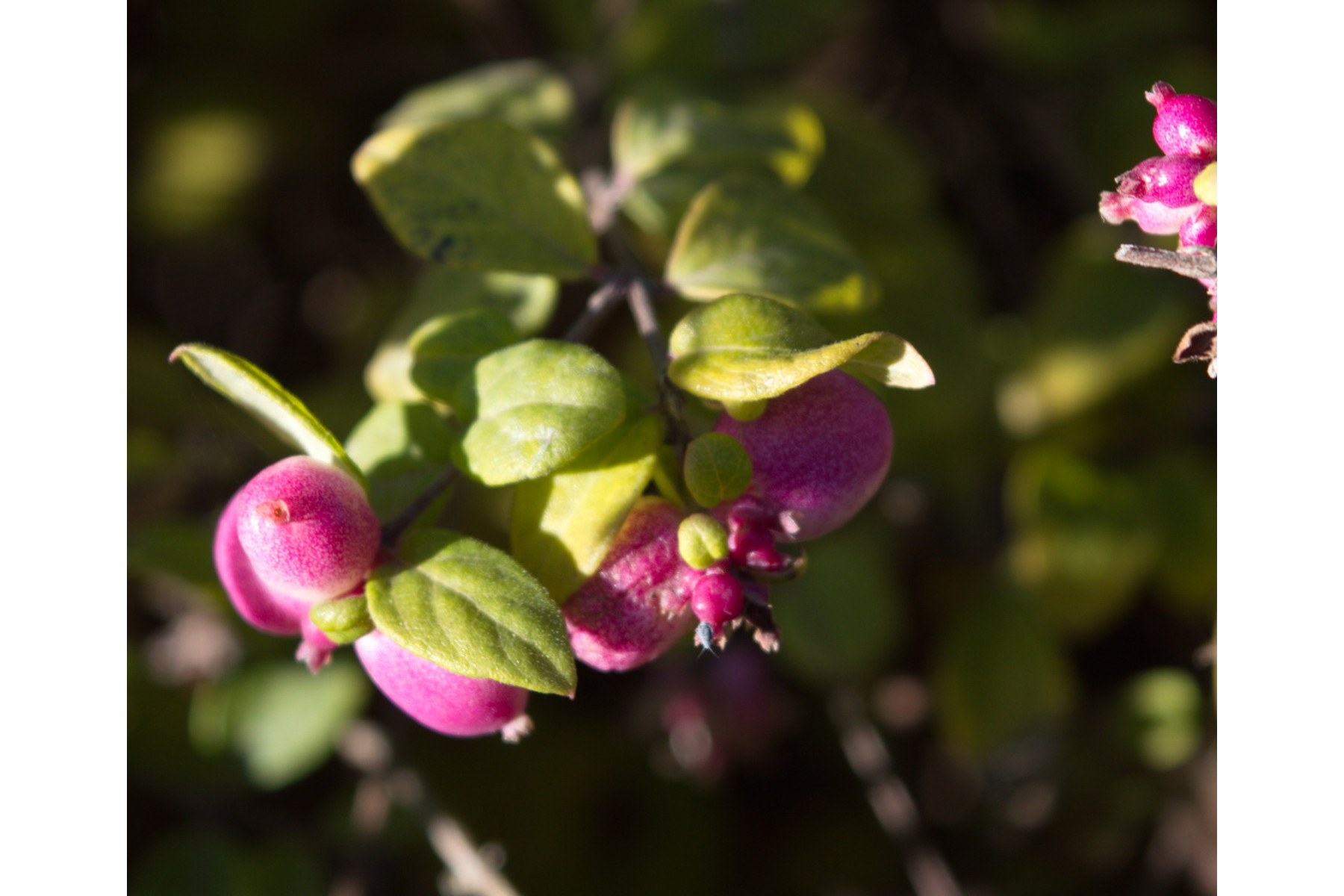 Image of Kislevelű vagy pettyes hóbogyó / Symphoricarpos x chenaultii ❁