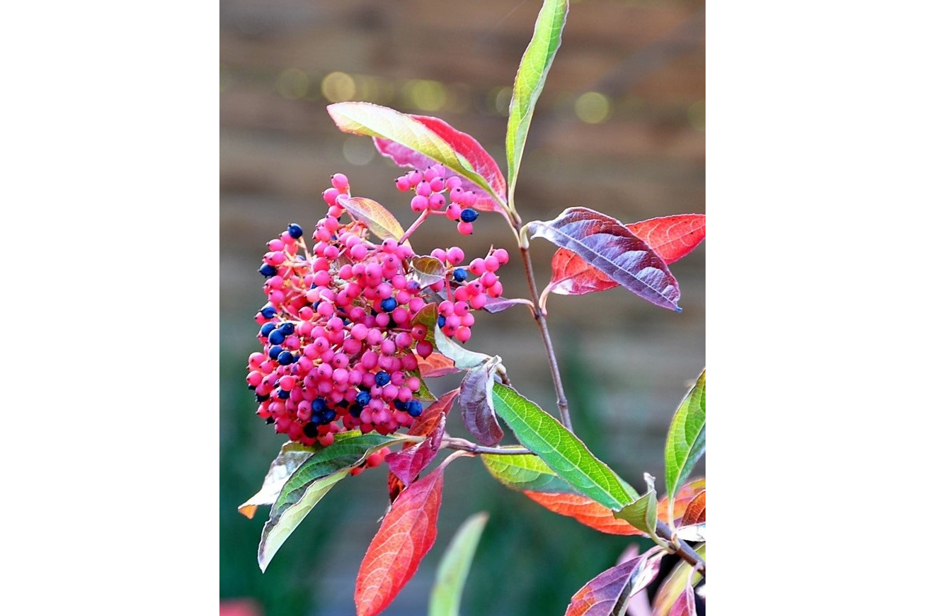 Image of Pink Beauty bangita / Viburnum nudum 'Pink Beauty' ❁