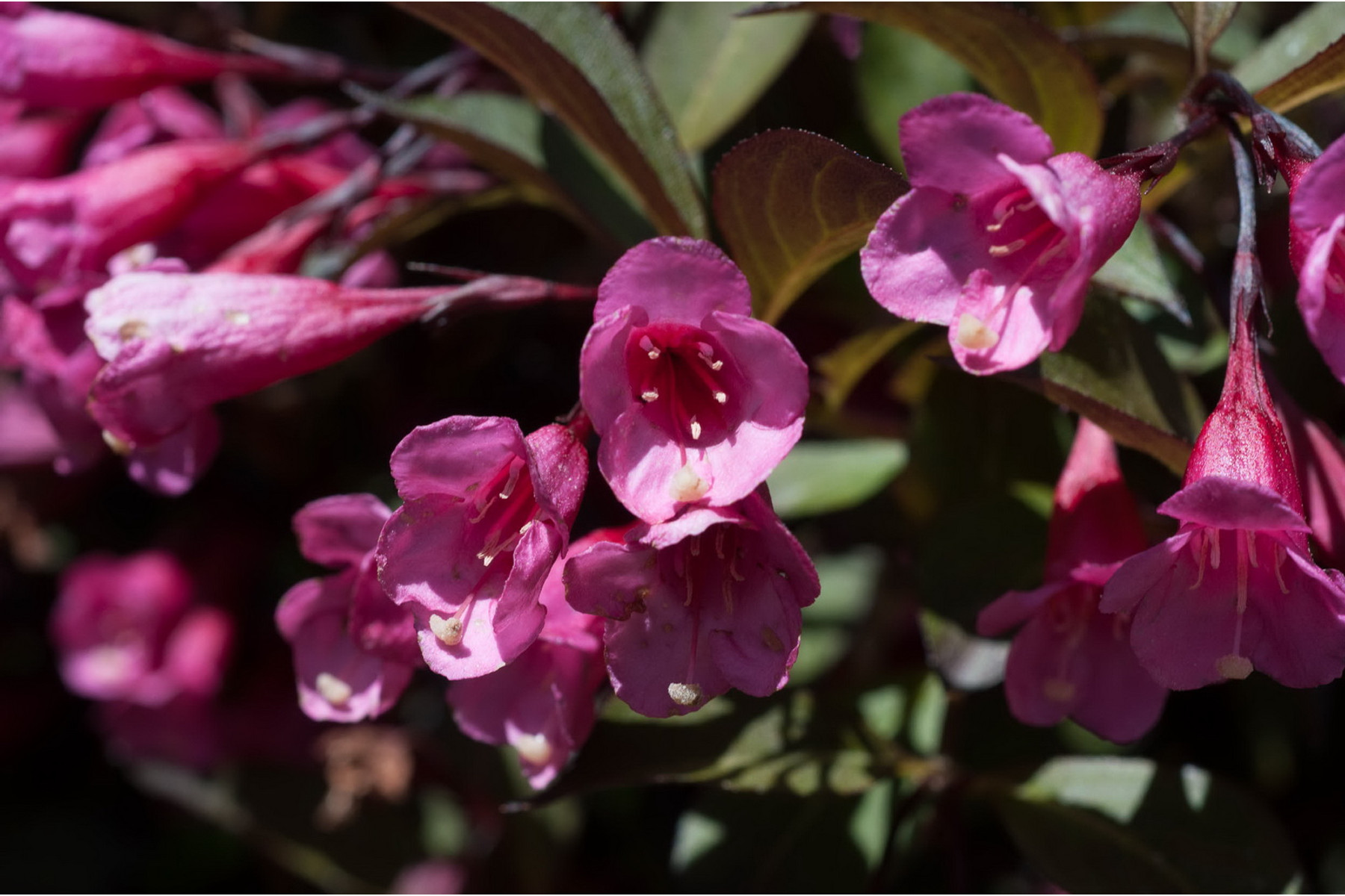 Image of Bordó levelű Alexandra rózsalonc / Weigela florida 'Alexandra' ❁