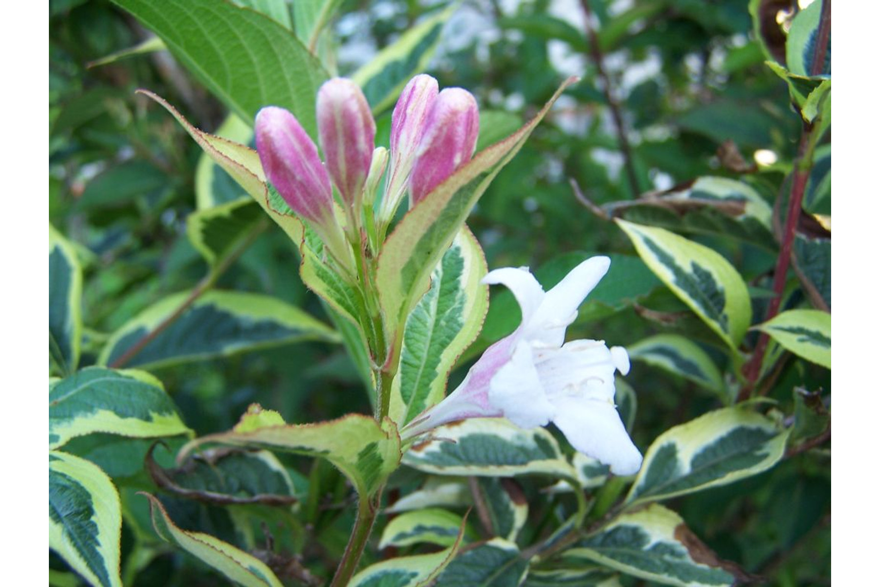 Image of Tarkalevelű rózsalonc / Weigela florida 'Variegata' - 30-40