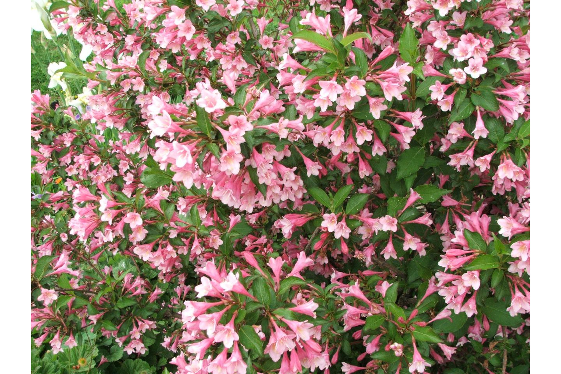 Image of Kínai rózsalonc / Weigela florida ❁