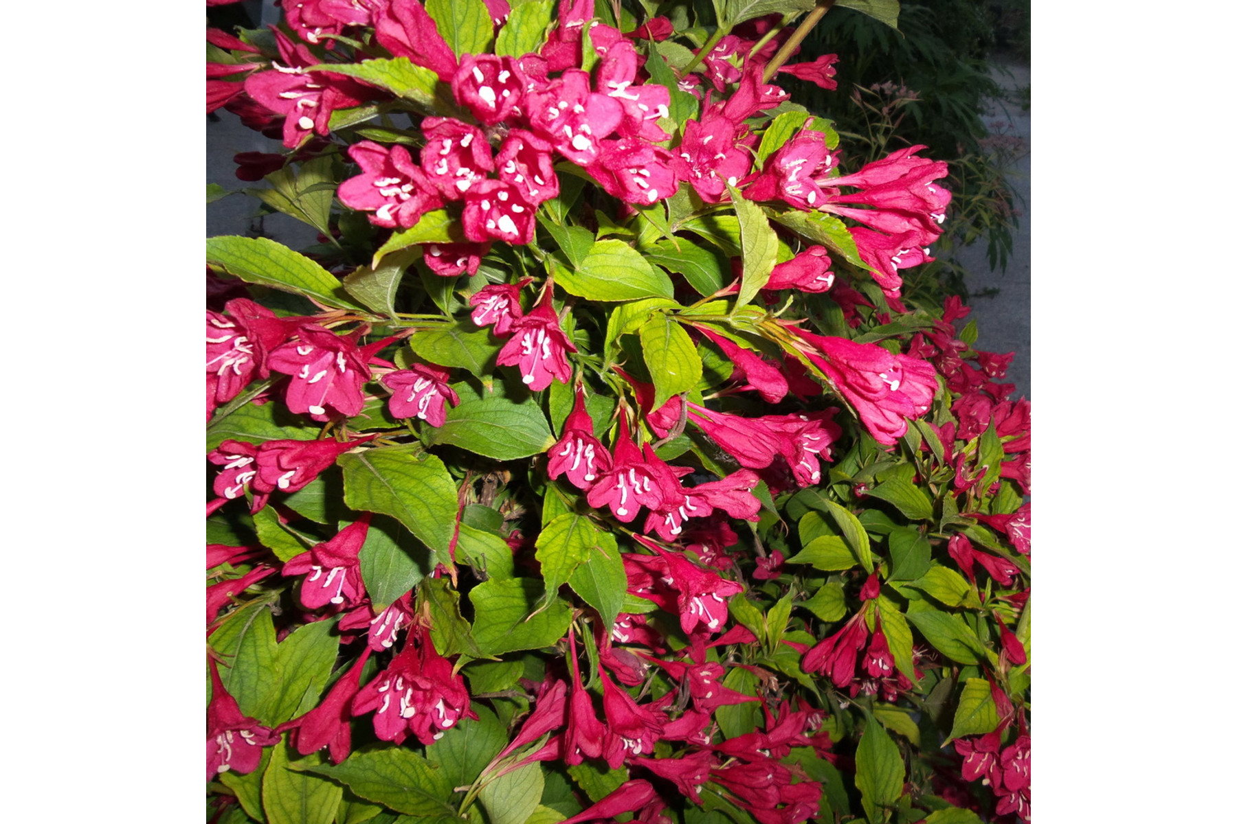 Image of Bristol Ruby rózsalonc / Weigela hybrida 'Bristol Ruby' ❁