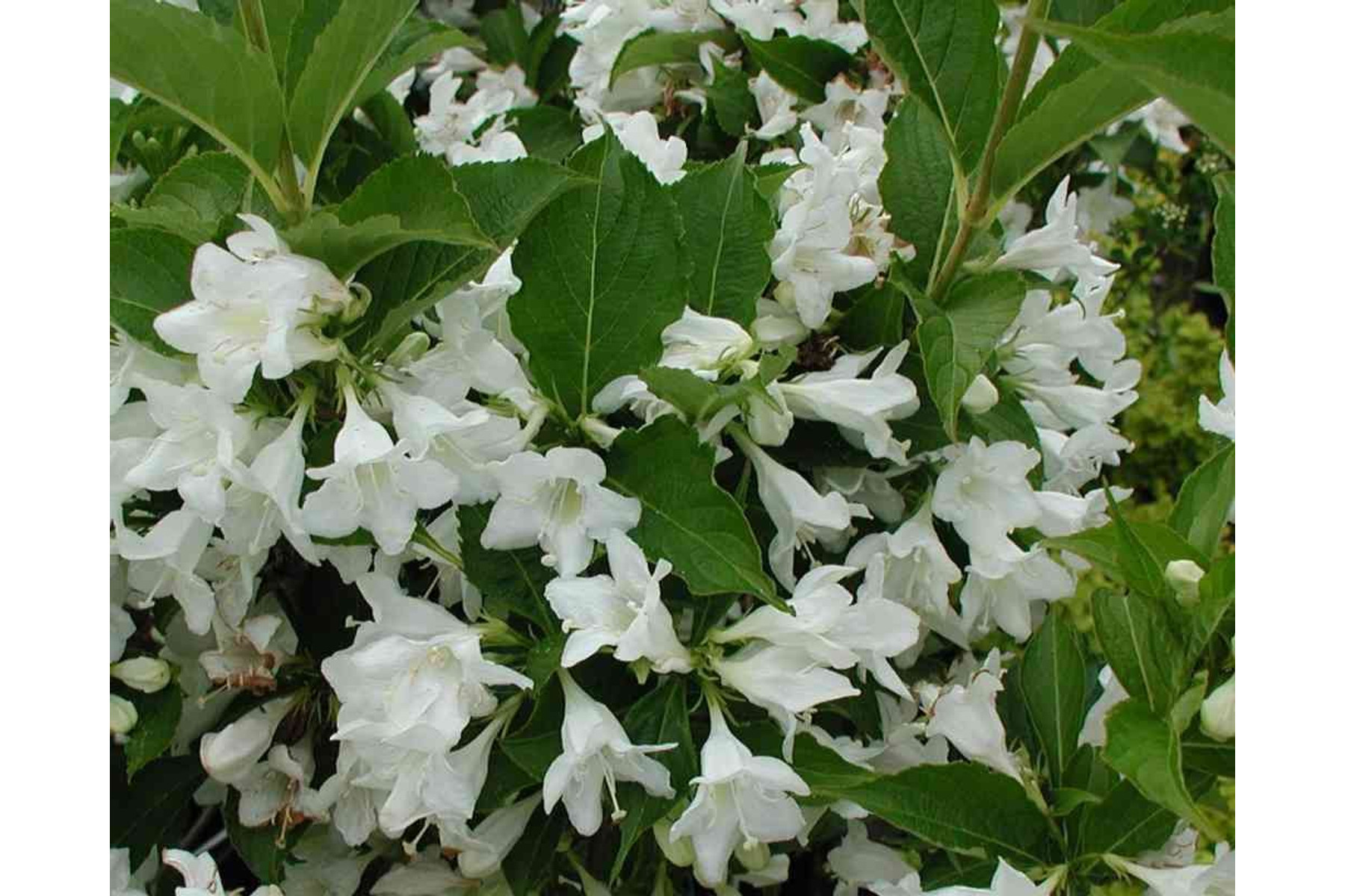 Image of Candida fehér virágú rózsalonc / Weigela hybrida 'Candida' ❁