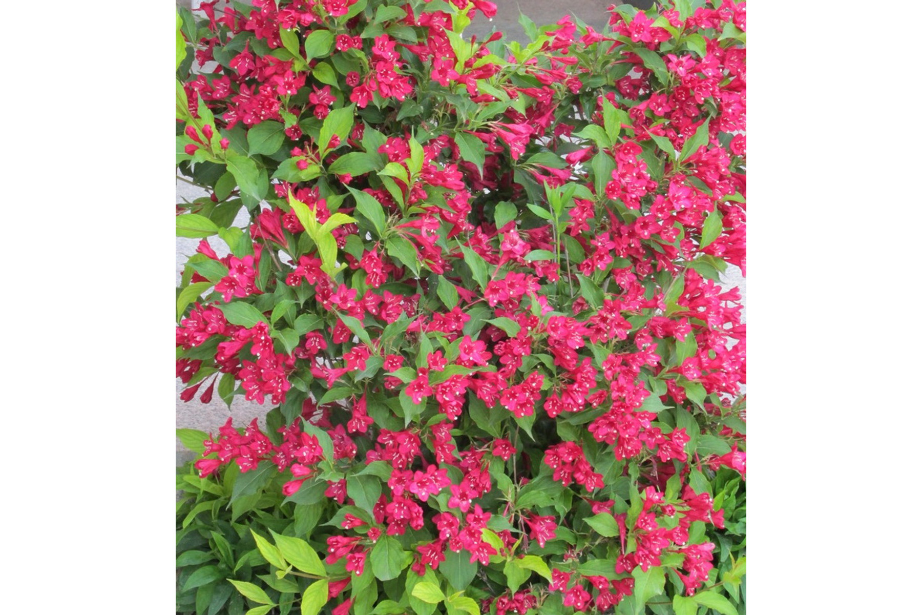 Image of Eva Rathke rózsalonc / Weigela hybrida 'Eva Rathke' ❁