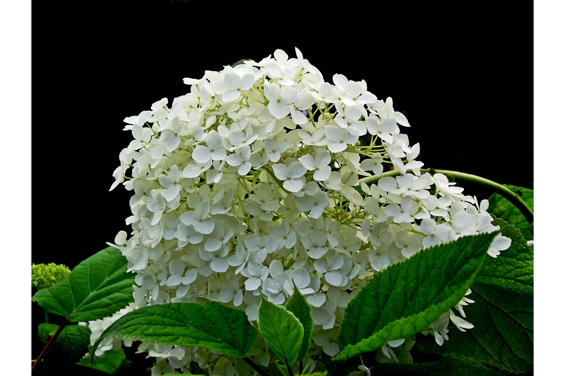 Image of Annabelle cserjés hortenzia / Hydrangea arborescens 'Annabelle' ❁