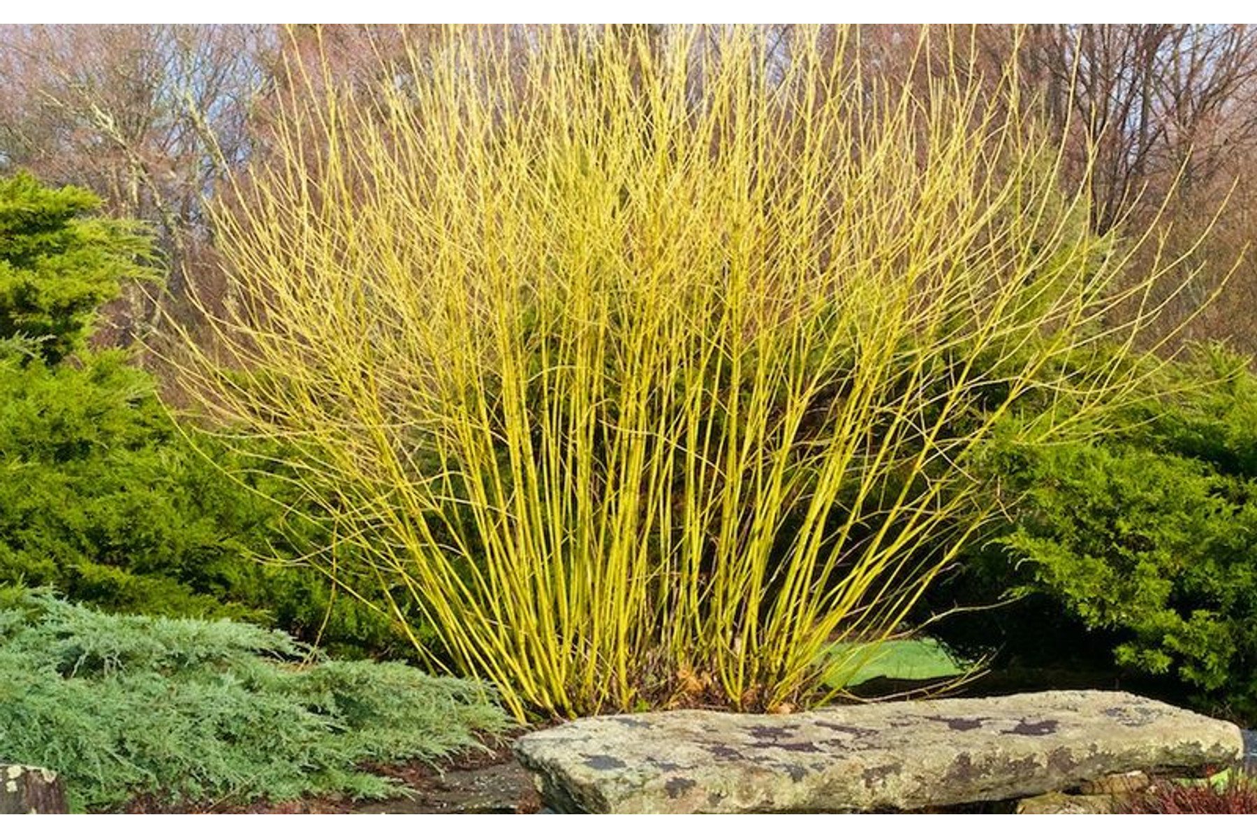 Image of Sárga vesszejű som / Cornus stolonifera 'Flaviramea' ❁