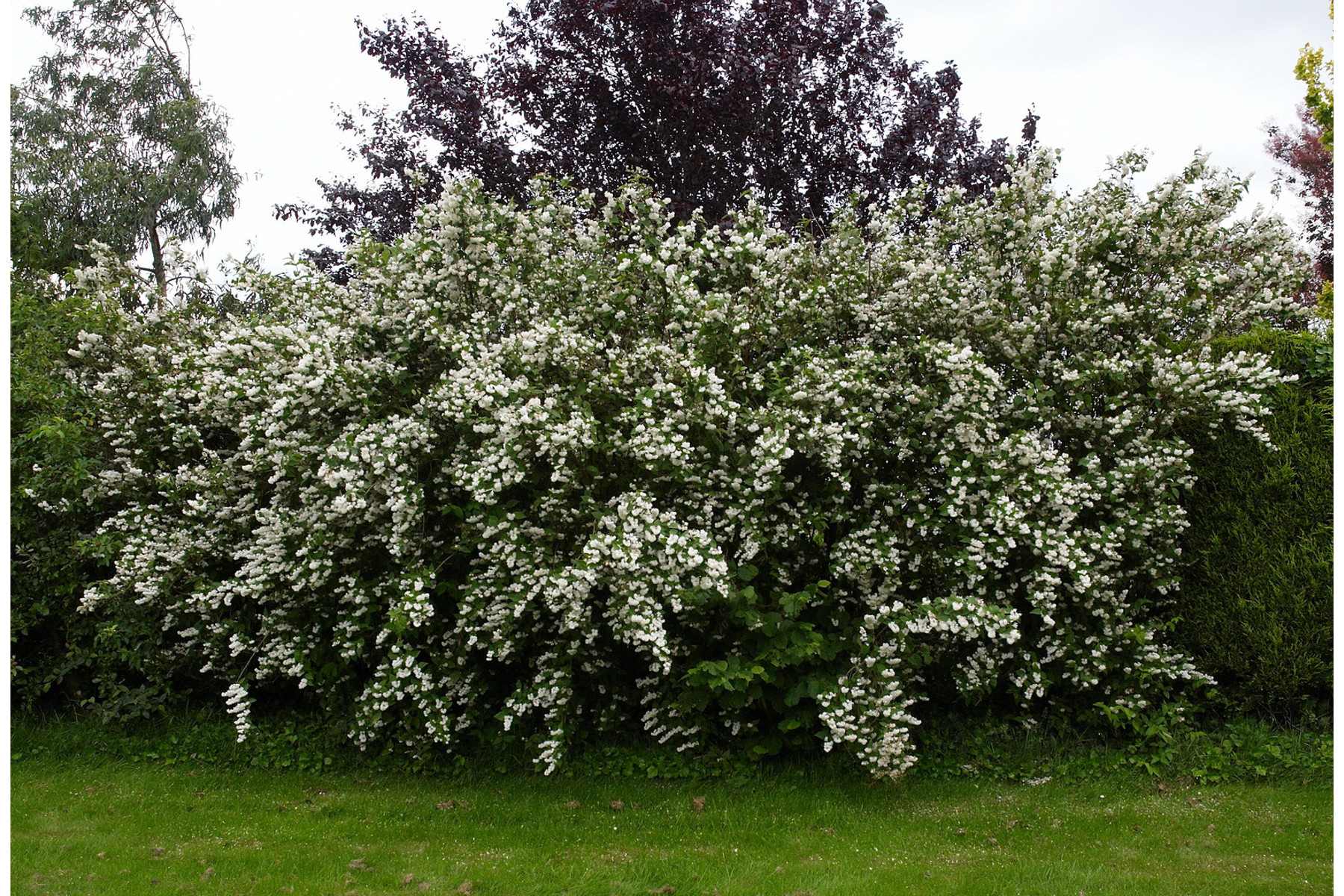 Image of Érdeslevelű gyöngyvirágcserje / Deutzia scabra ❁