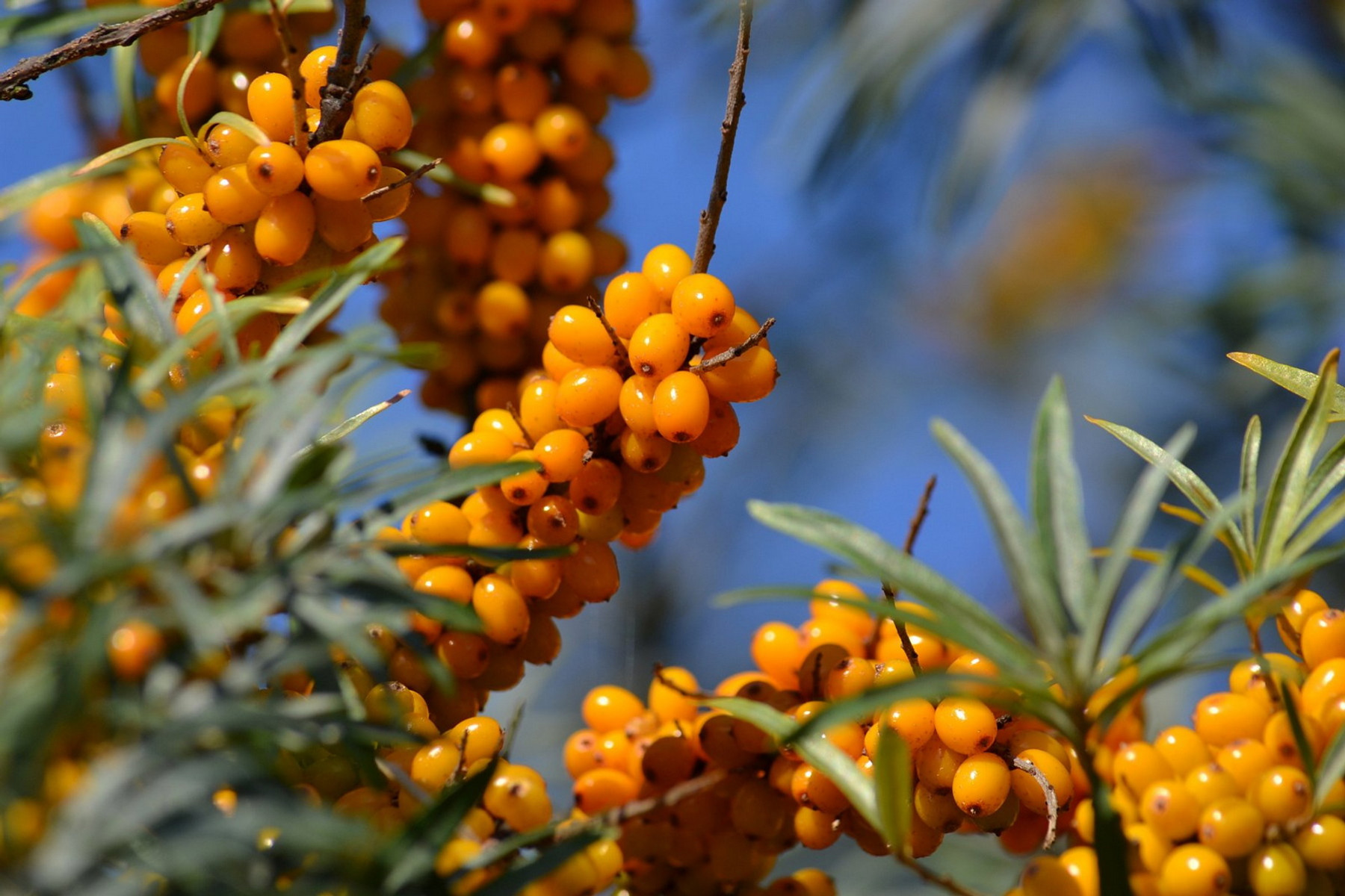 Image of Homoktövis / Hippophae rhamnoides ❁