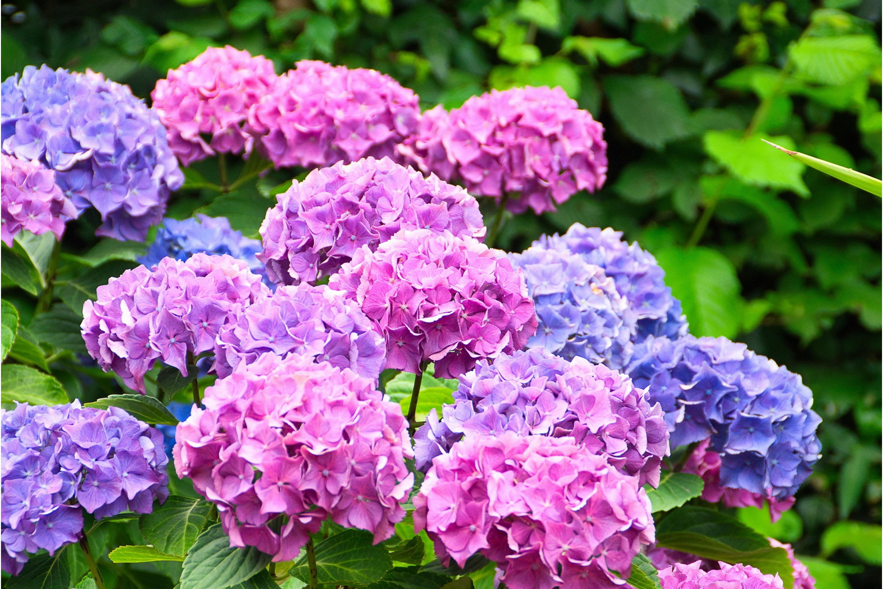 Image of Kerti hortenzia fajták / Hydrangea macrophylla fajták ❁