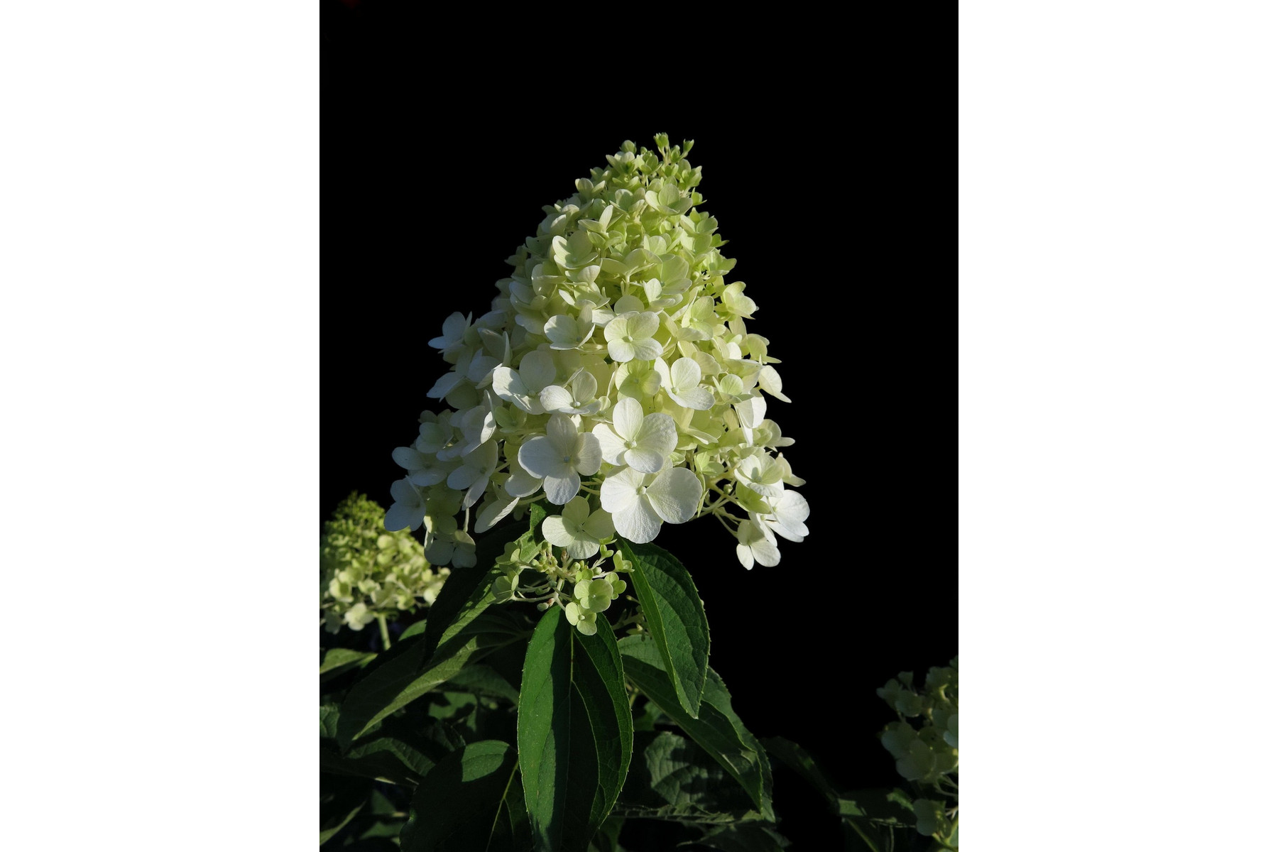 Image of Bugás hortenzia fajták / Hydrangea paniculata fajták ❁