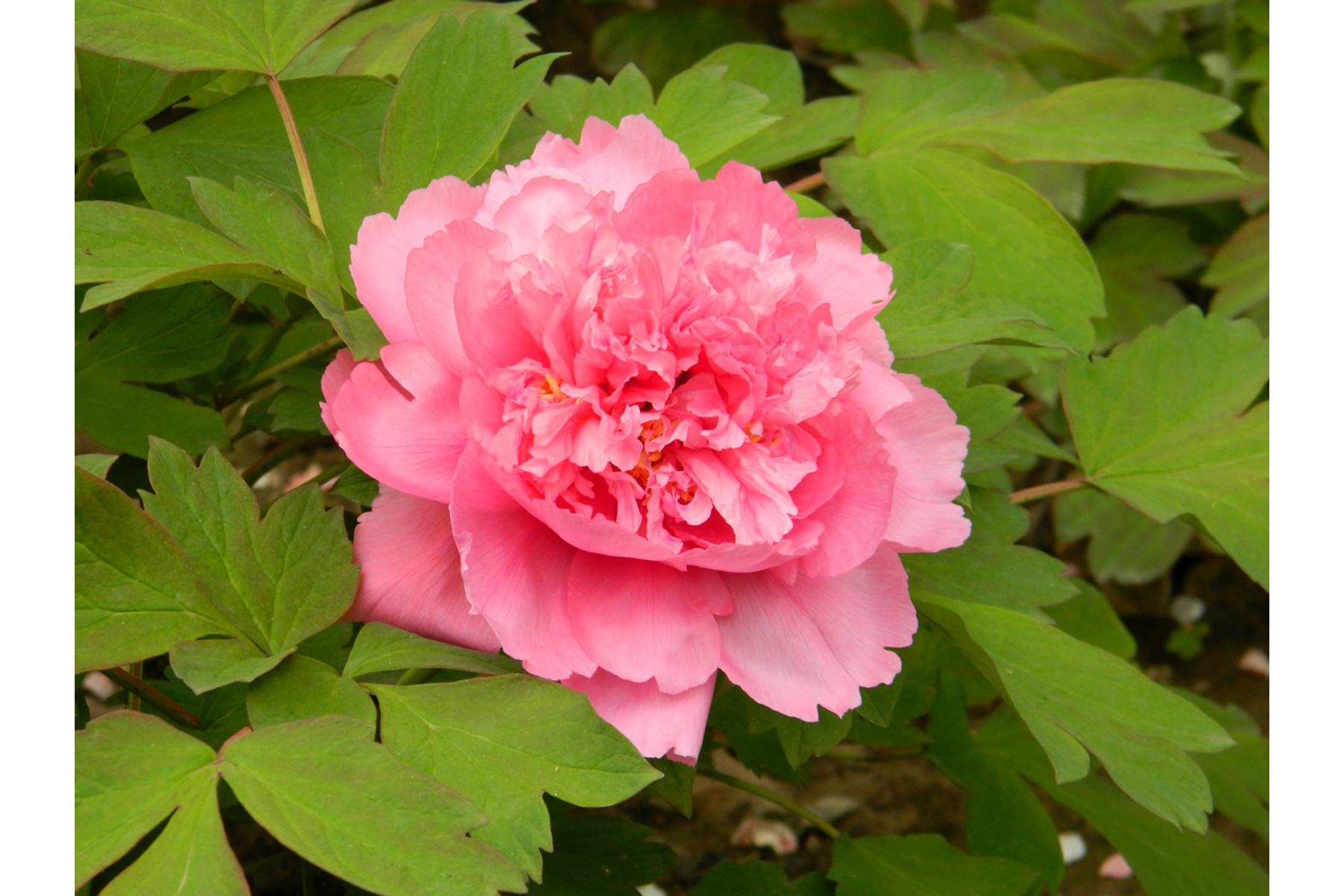 Image of Fás bazsarózsa / Paeonia x suffruticosa ❁