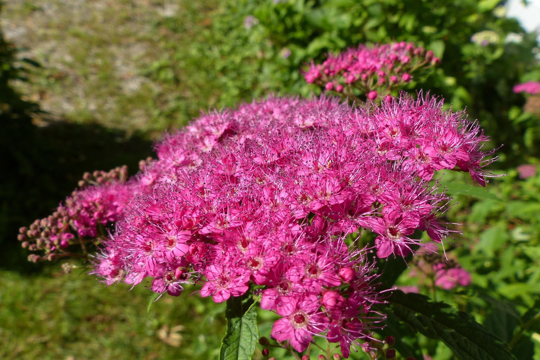 Image of Pompás gyöngyvessző / Spiraea x bumalda 'Anthony Waterer' ❁