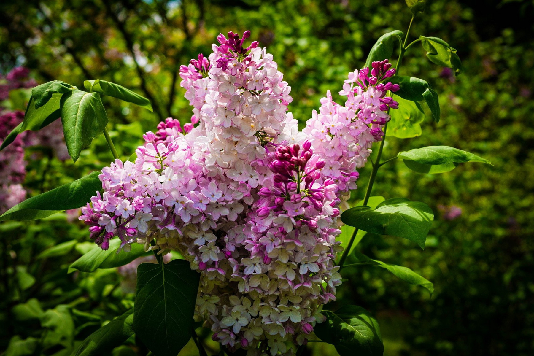 Image of Rózsaszín virágú orgona fajta / Syringa vulgaris Sp. ❁
