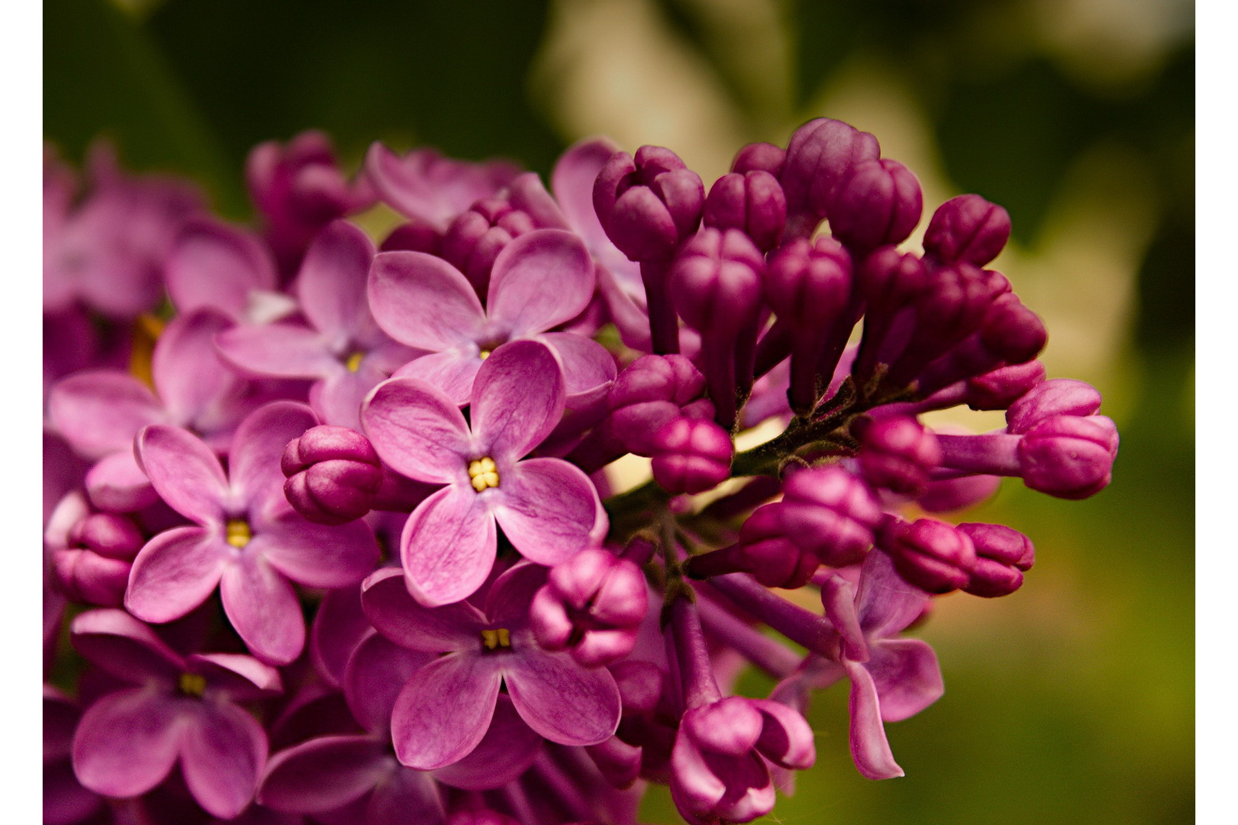 Image of Bíbor vagy bordó virágú orgona fajta / Syringa vulgaris Sp. ❁