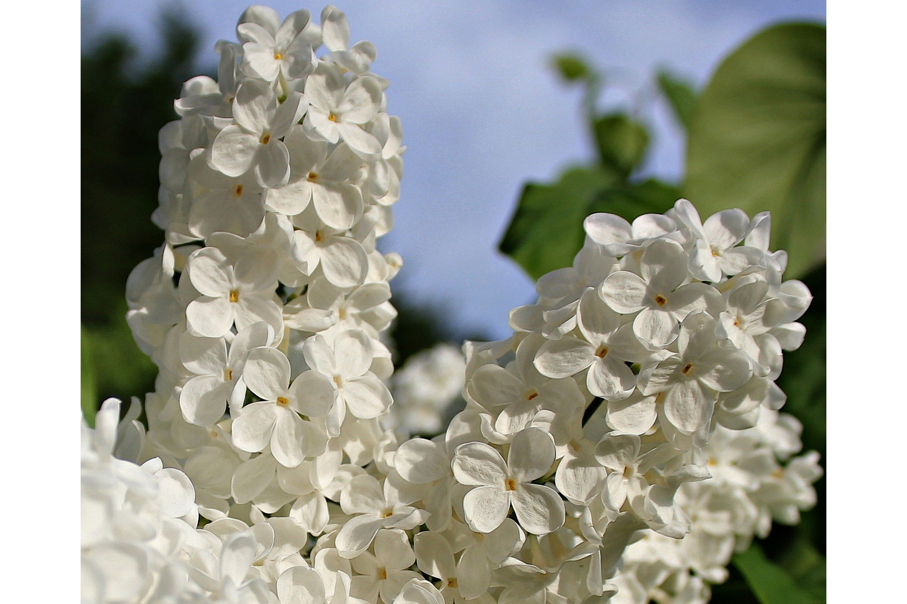 Image of Fehér virágú orgona fajta / Syringa vulgaris Sp. ❁