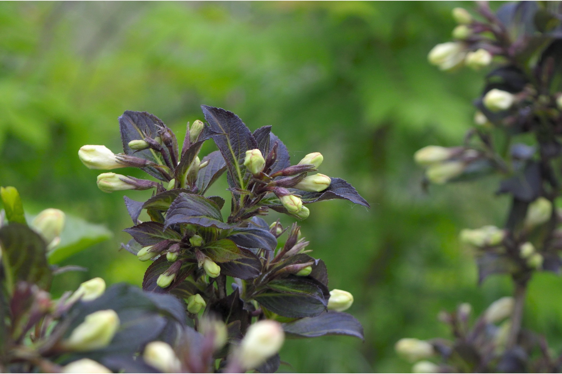 Image of Fehér virágú, bordólevelű rózsalonc / Weigela hybrida 'Ebony & Ivory' ❁