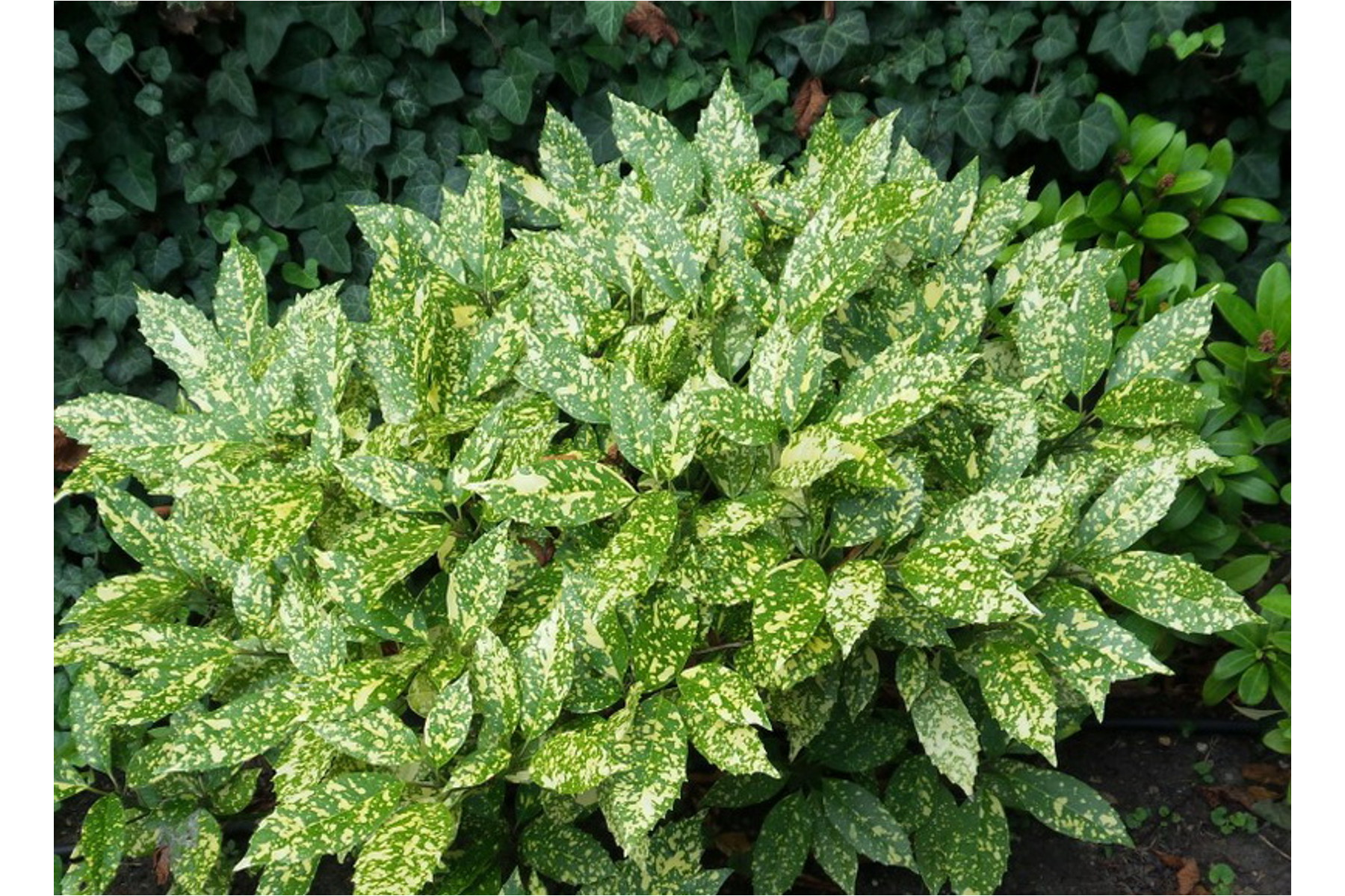 Image of Tarkalevelű japán babérsom / Aucuba japonica 'Variegata' - 20-30