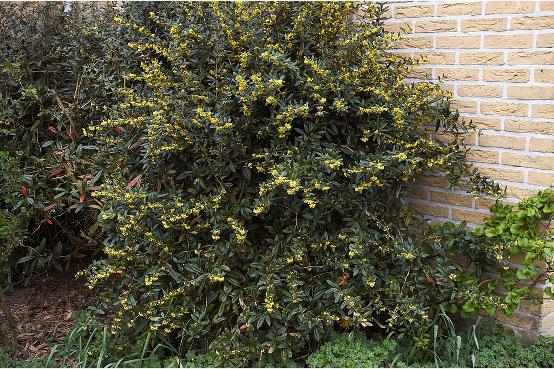 Image of Örökzöld Júlia borbolya / Berberis julianae ✽